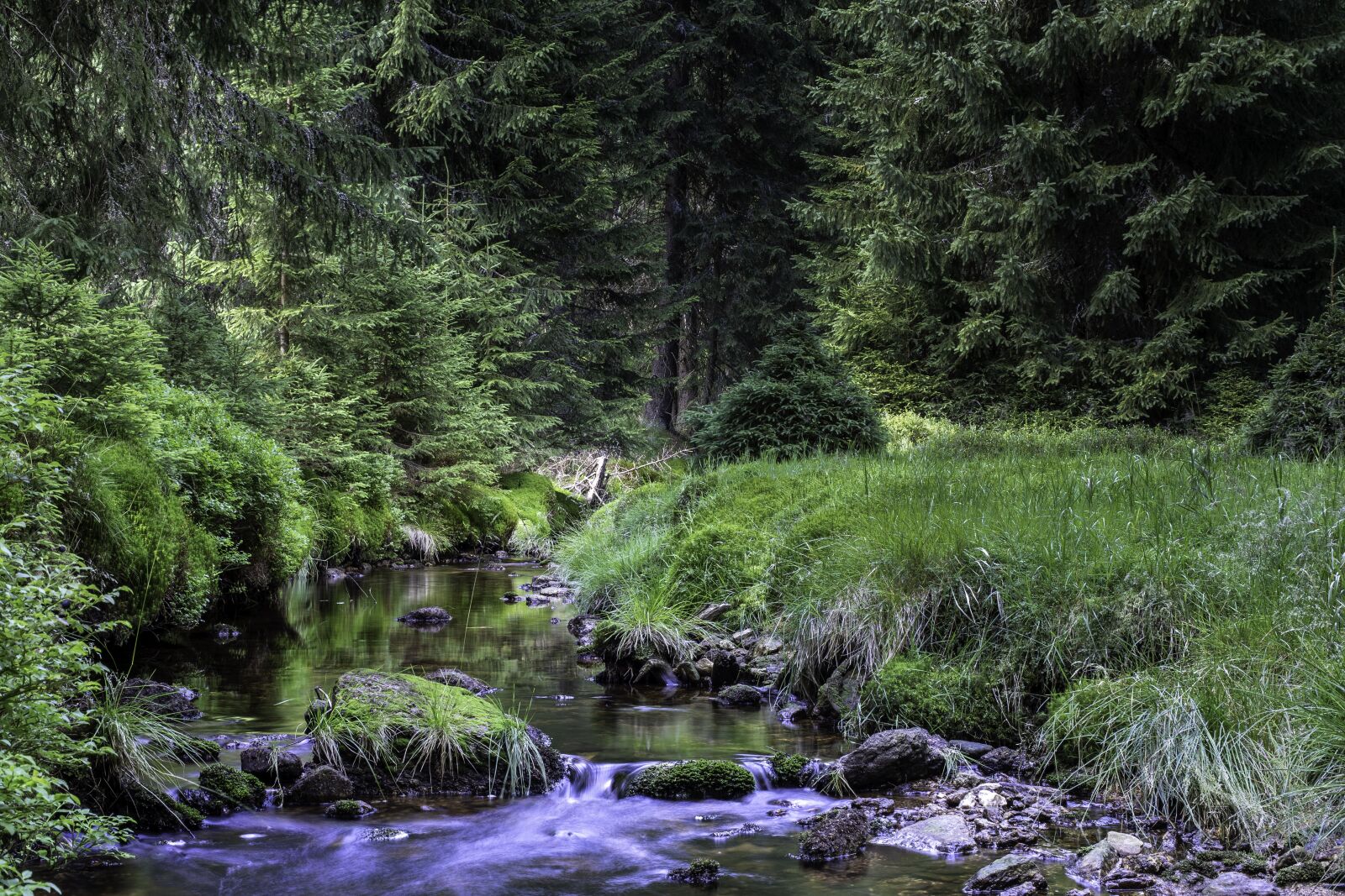 Canon EOS 6D + Canon EF 50mm F1.4 USM sample photo. Brook, tree, summer photography