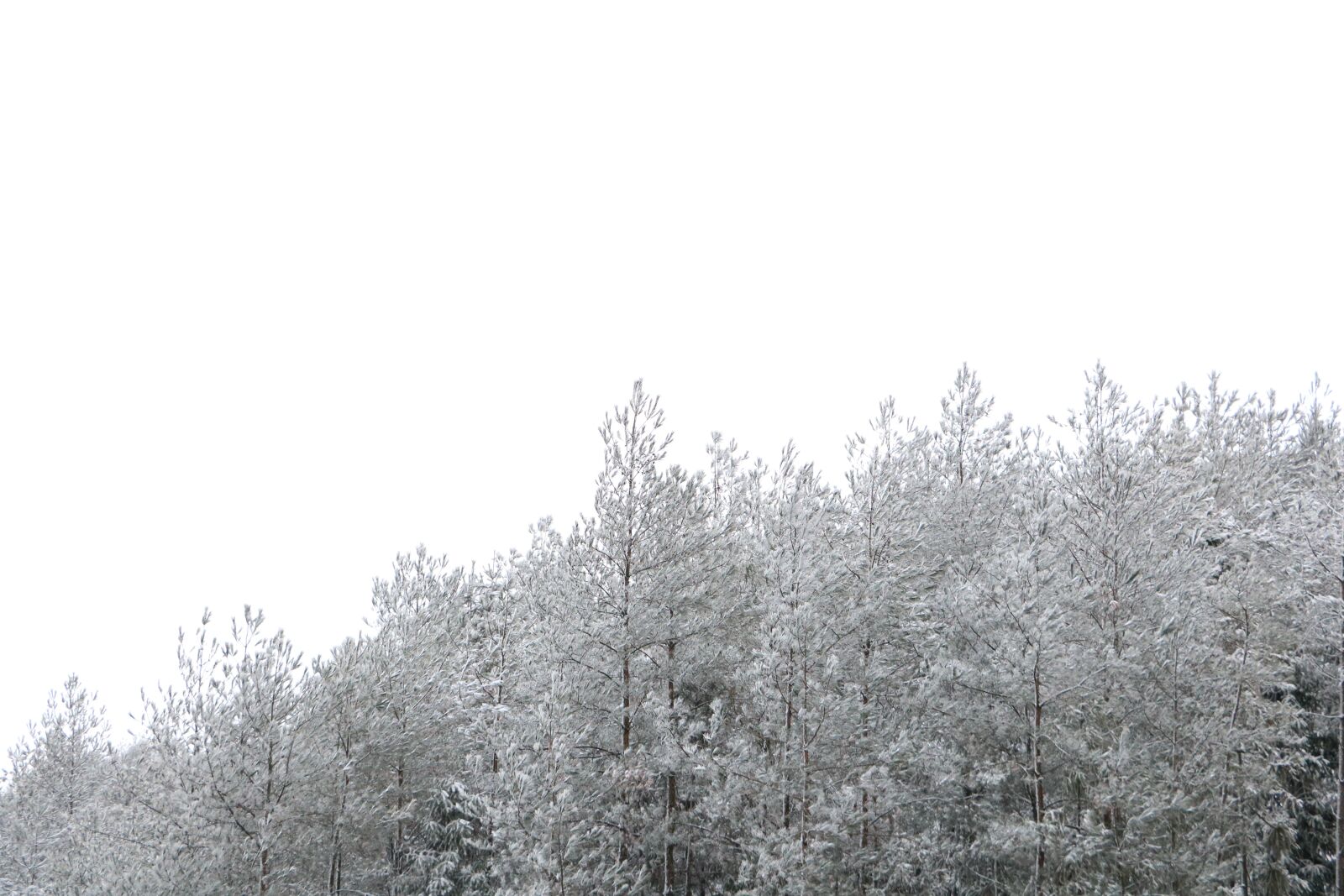 Canon EOS 760D (EOS Rebel T6s / EOS 8000D) sample photo. Snow, winter, white photography
