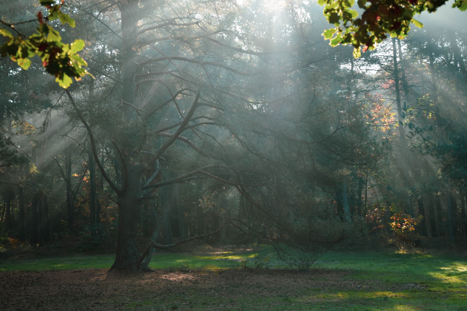 Nikon D5300 sample photo. Sun rays, forest, sun photography