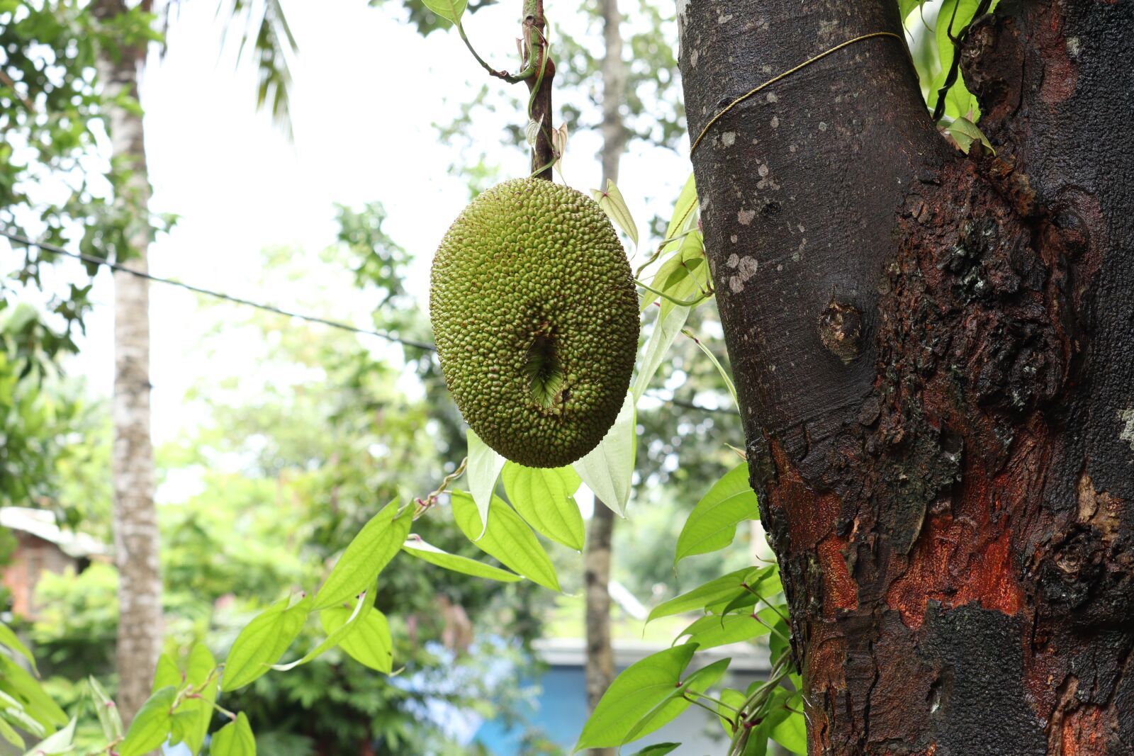 Canon EOS 250D (EOS Rebel SL3 / EOS Kiss X10 / EOS 200D II) sample photo. Jackfruit, kerala, nature photography