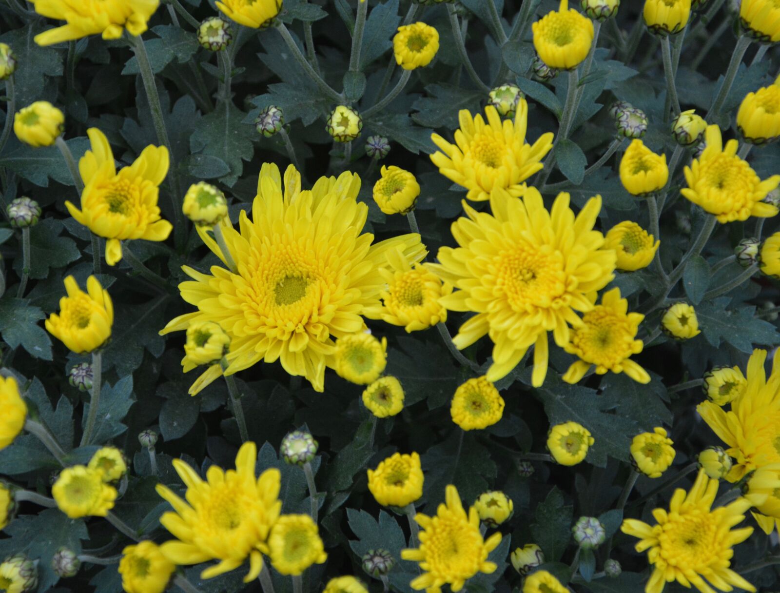 Nikon D5200 sample photo. Yellow flowers, green leaves photography
