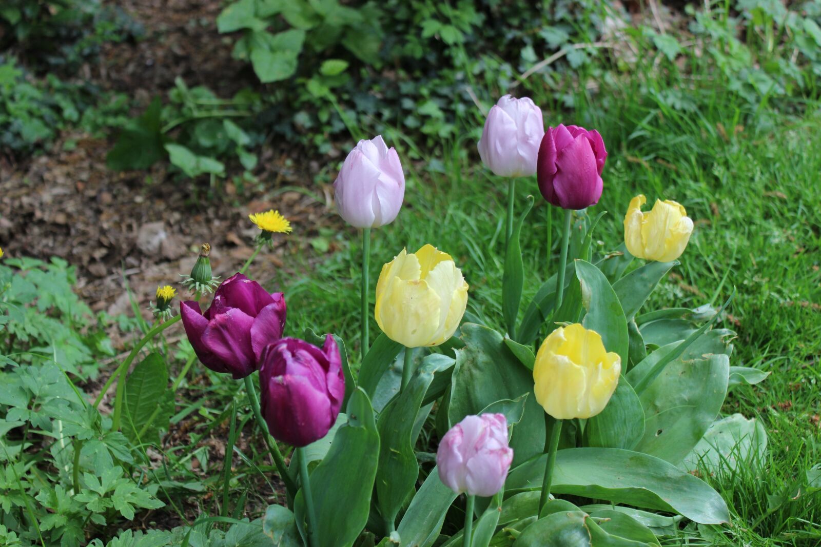 Canon EOS 600D (Rebel EOS T3i / EOS Kiss X5) sample photo. Flower, spring photography