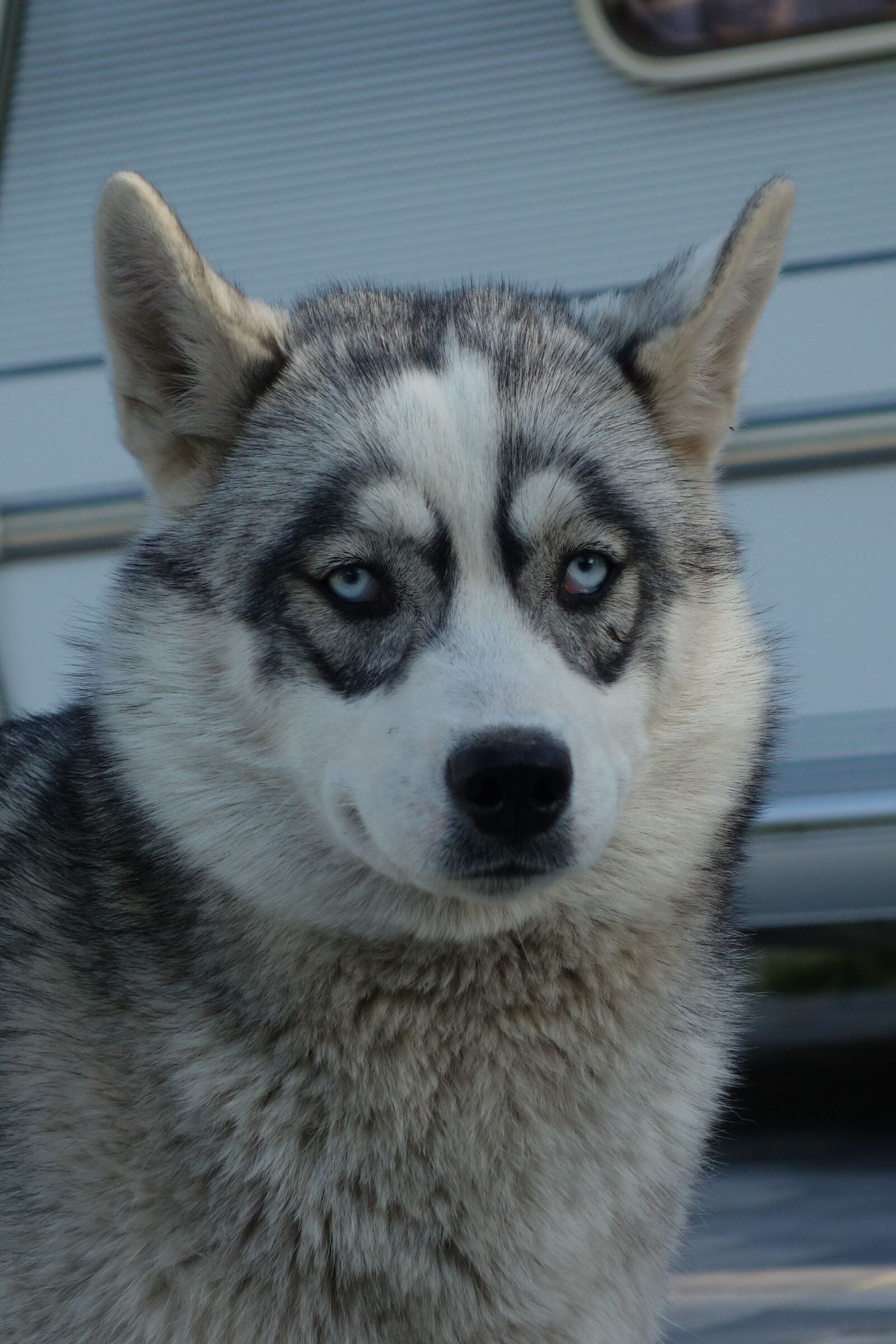 Sony Cyber-shot DSC-RX100 sample photo. Husky, nature, dog photography