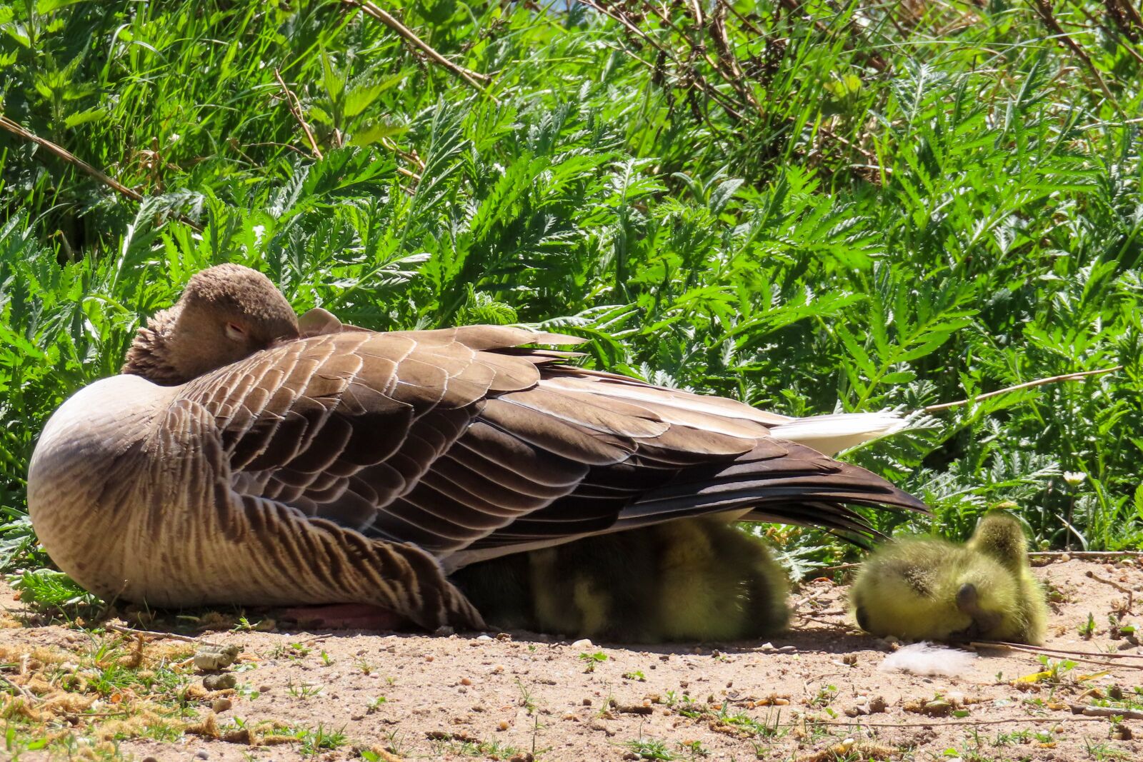 Canon PowerShot SX740 HS sample photo. Animals, goose, chicks photography