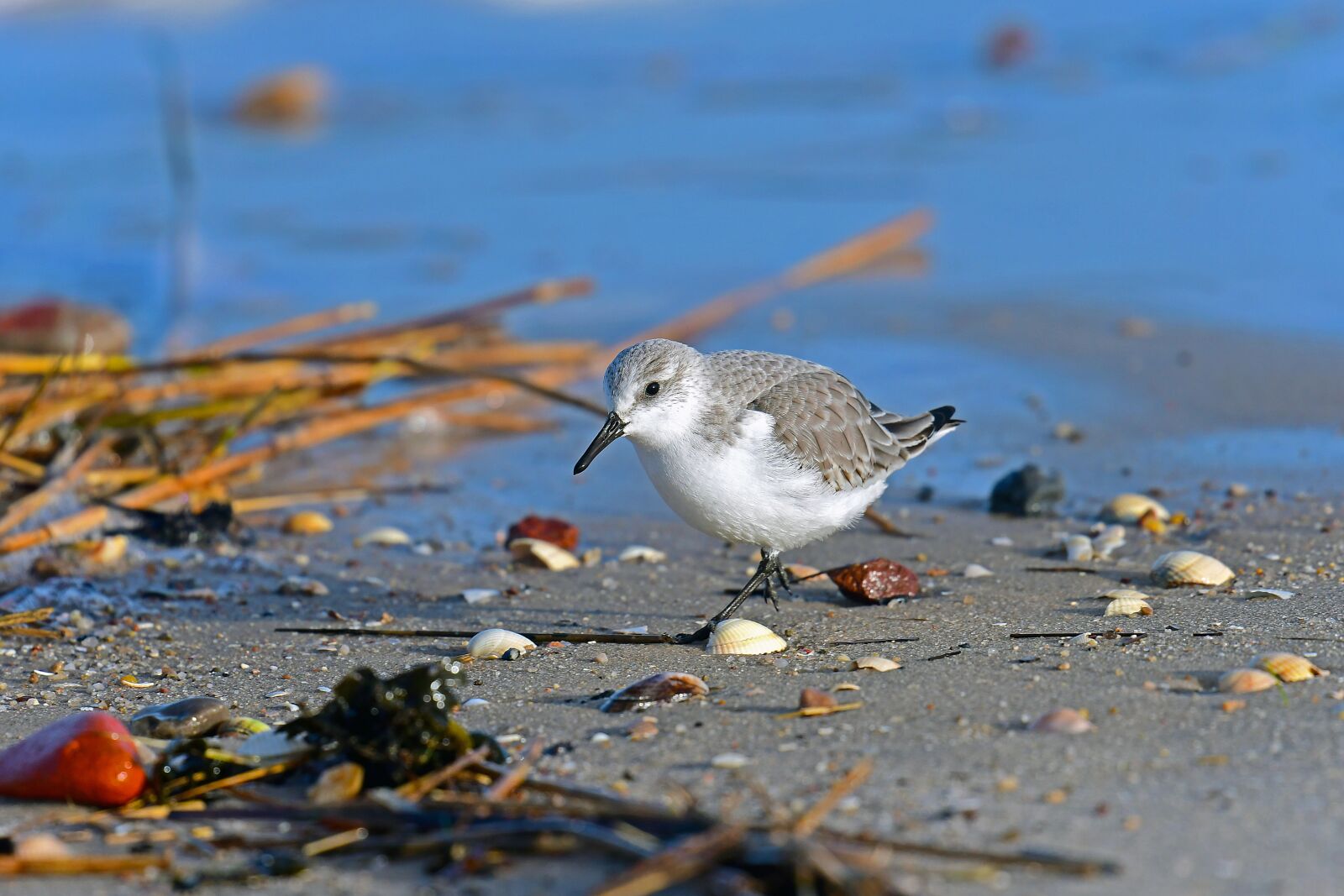 Nikon D500 sample photo. Sanderling, north sea, birds photography