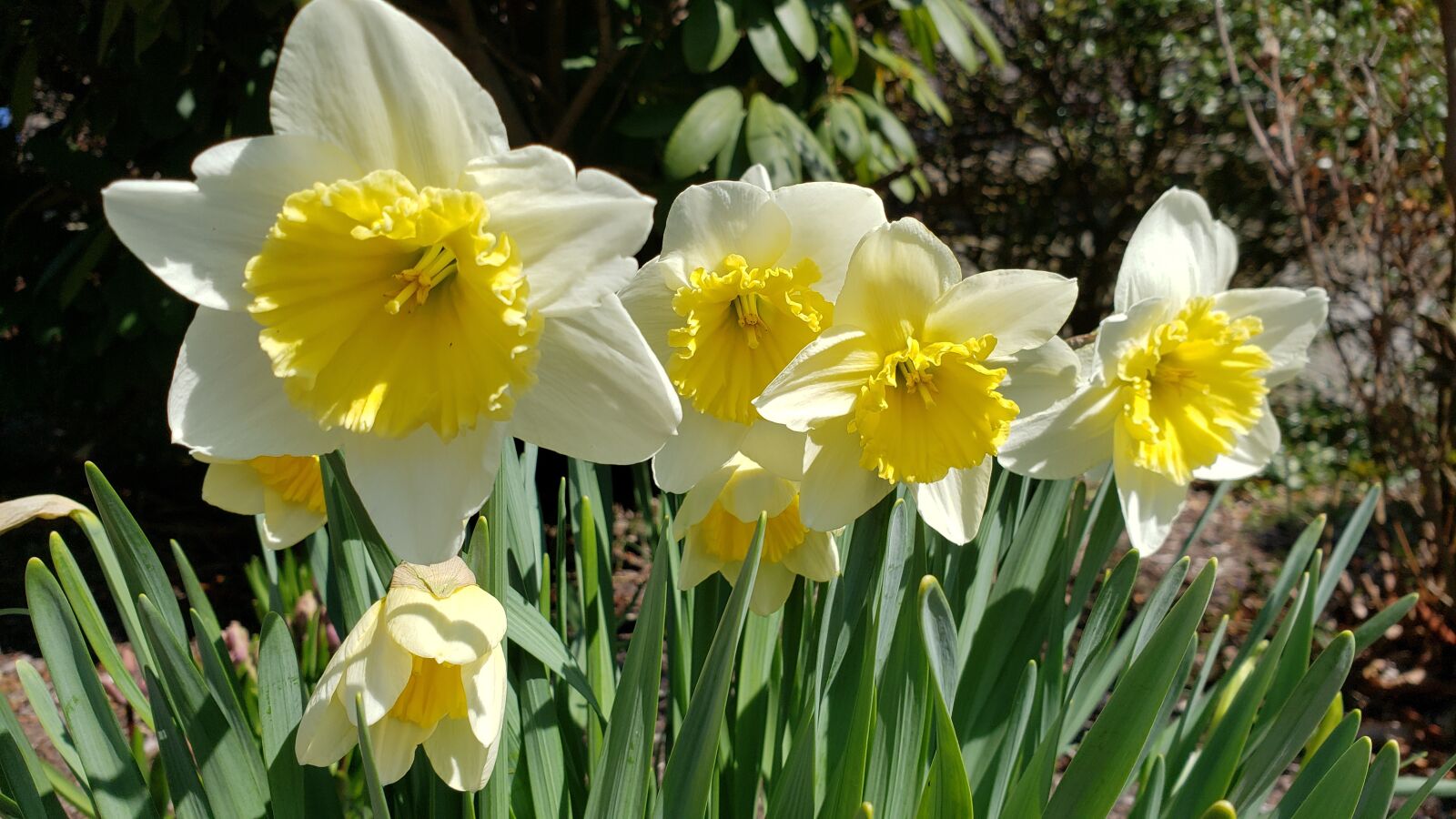 Samsung Galaxy Note9 sample photo. Daffodils, garden, spring photography