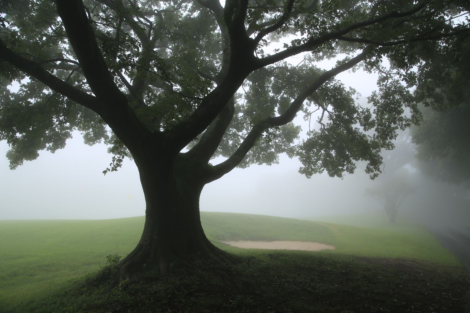 Canon EOS 6D + Canon EF 24-105mm F4L IS USM sample photo. Fog, wood, forest photography