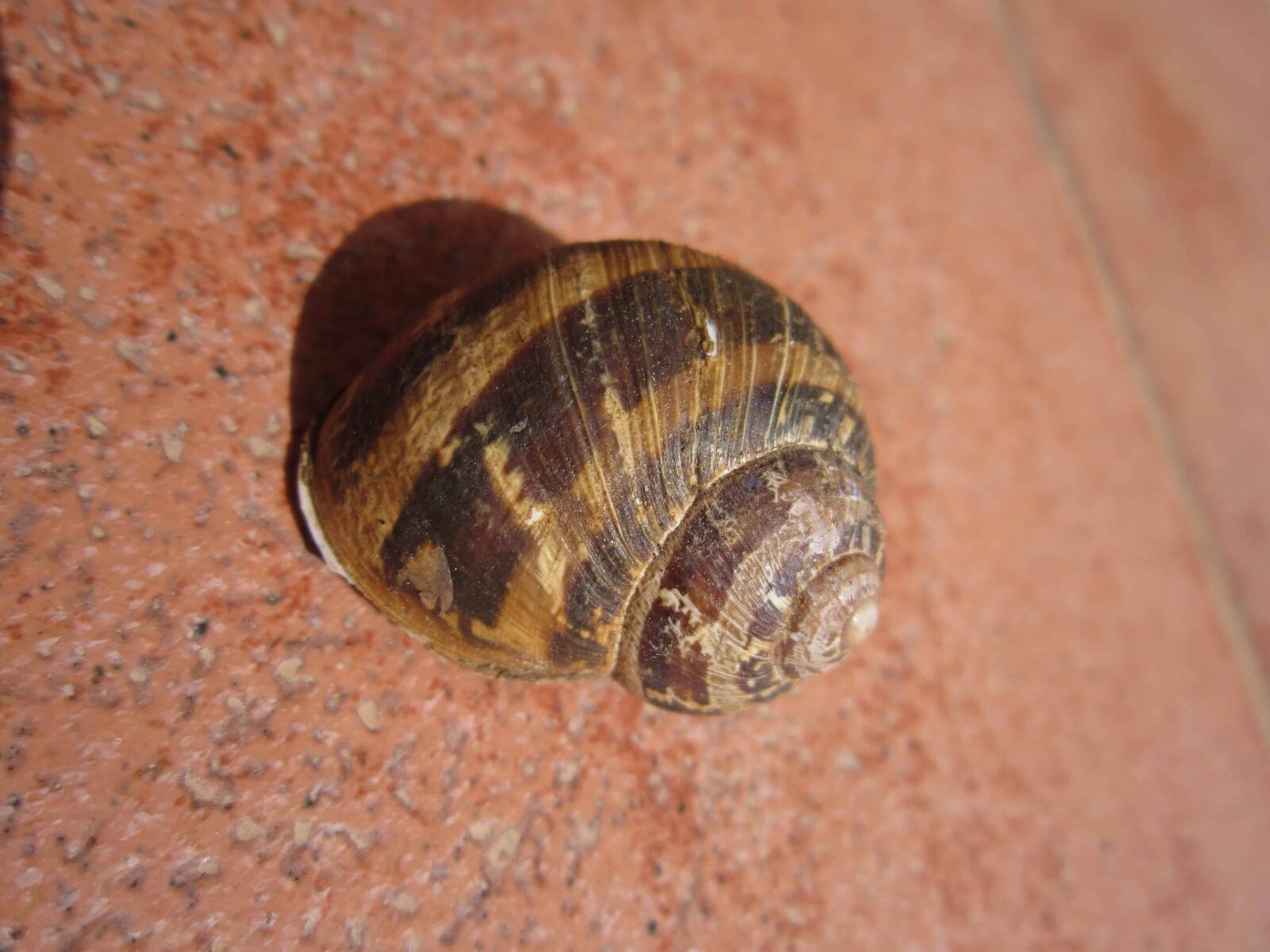Canon PowerShot A3200 IS sample photo. Gastropod, shell, snail, animal photography