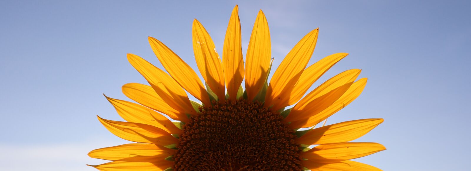 Canon EF-M 15-45mm F3.5-6.3 IS STM sample photo. Half, sunflower, semicircle photography