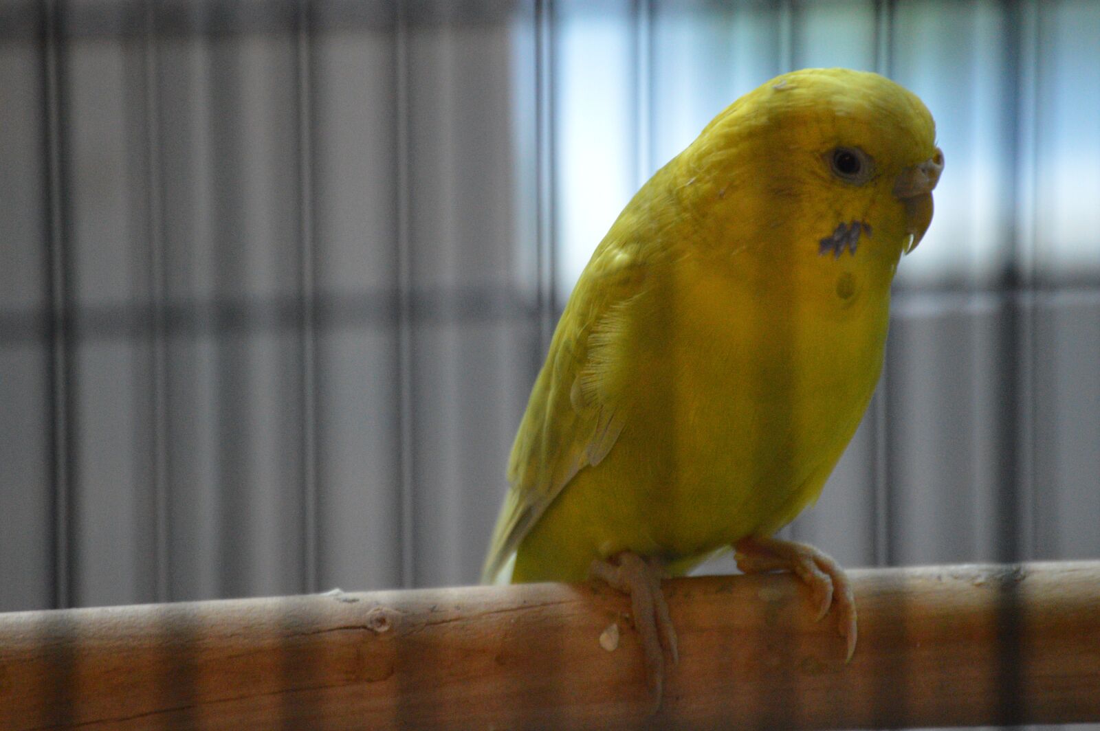 Nikon D3200 sample photo. Bird, yellow, cage photography