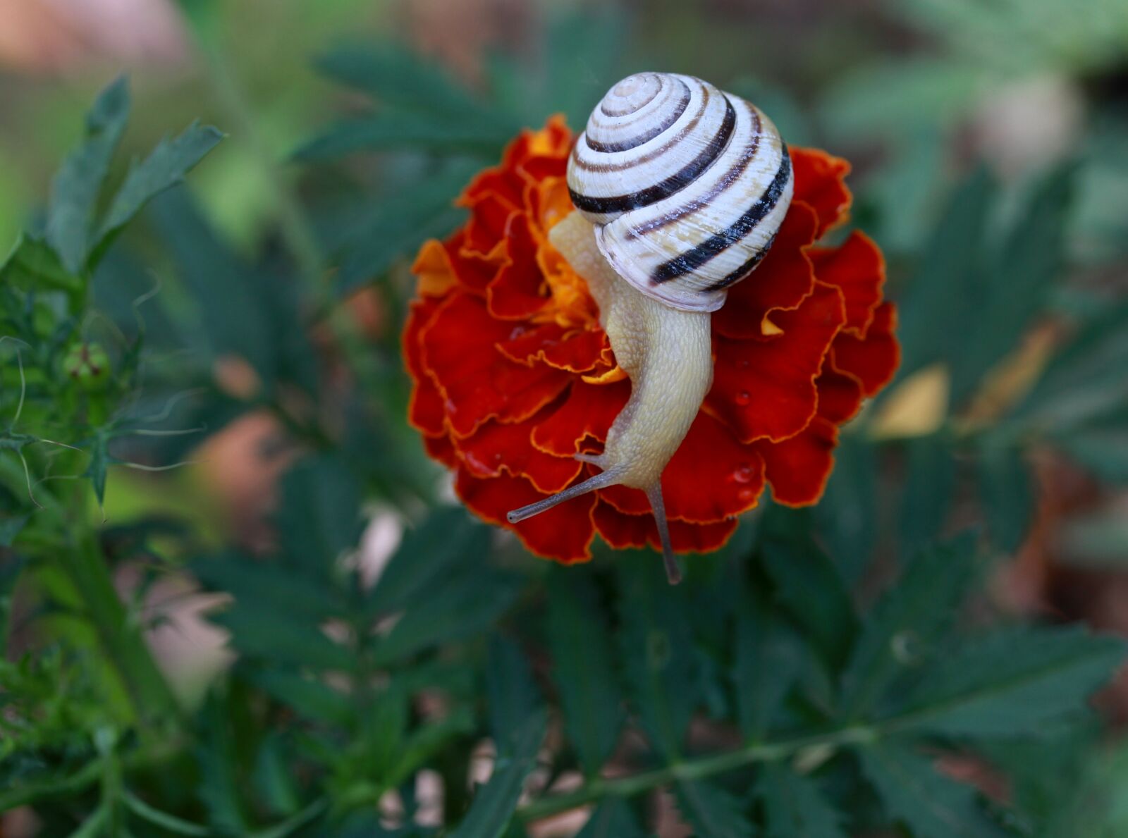 Canon EOS 700D (EOS Rebel T5i / EOS Kiss X7i) + Canon EF-S 60mm F2.8 Macro USM sample photo. Snail, flower, red photography