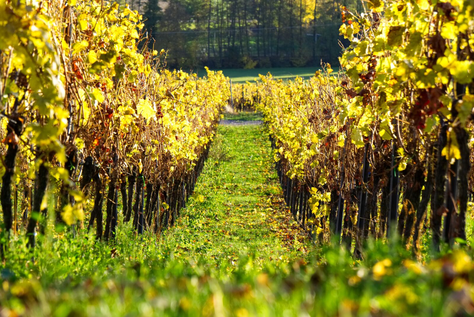 Sony a6000 sample photo. Vineyards, vines, vineyard photography