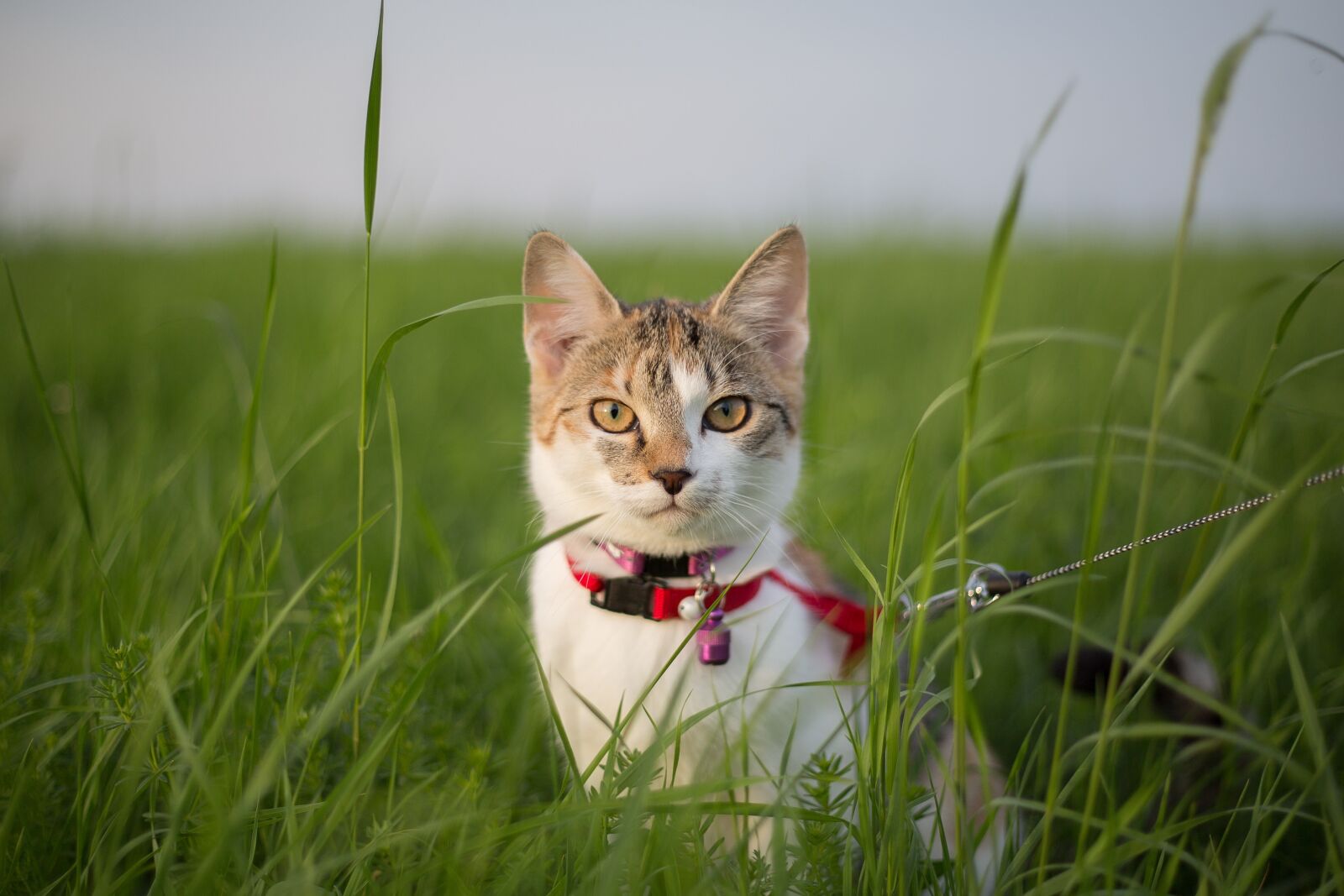 Canon EF 50mm F1.8 II sample photo. Young, boy, cat photography