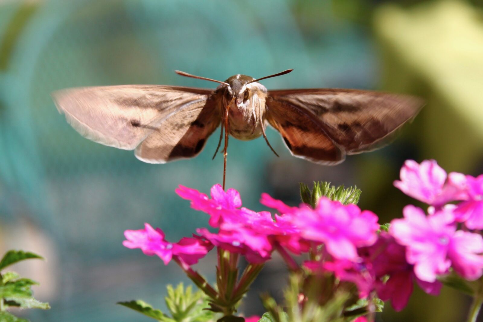 Canon EOS 500D (EOS Rebel T1i / EOS Kiss X3) sample photo. Hummingbird moth, hawk-moth, insect photography