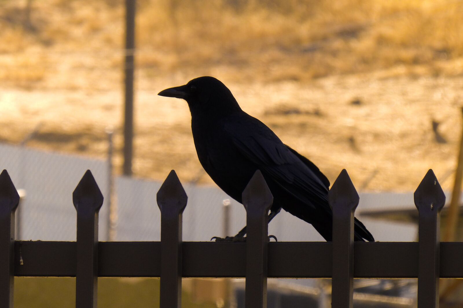 Panasonic Lumix DMC-FZ200 sample photo. Crow in silhouette, halloween photography
