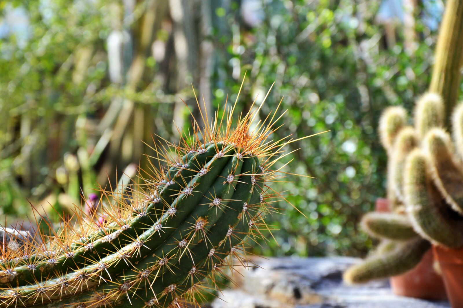 Nikon D3200 sample photo. Cactus, spur, green photography