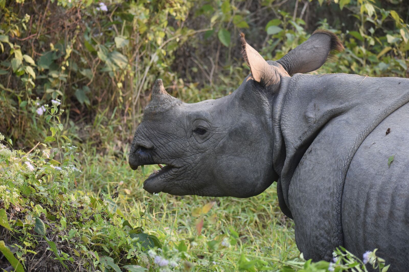 Nikon D3400 sample photo. Animal, nature, mammal photography