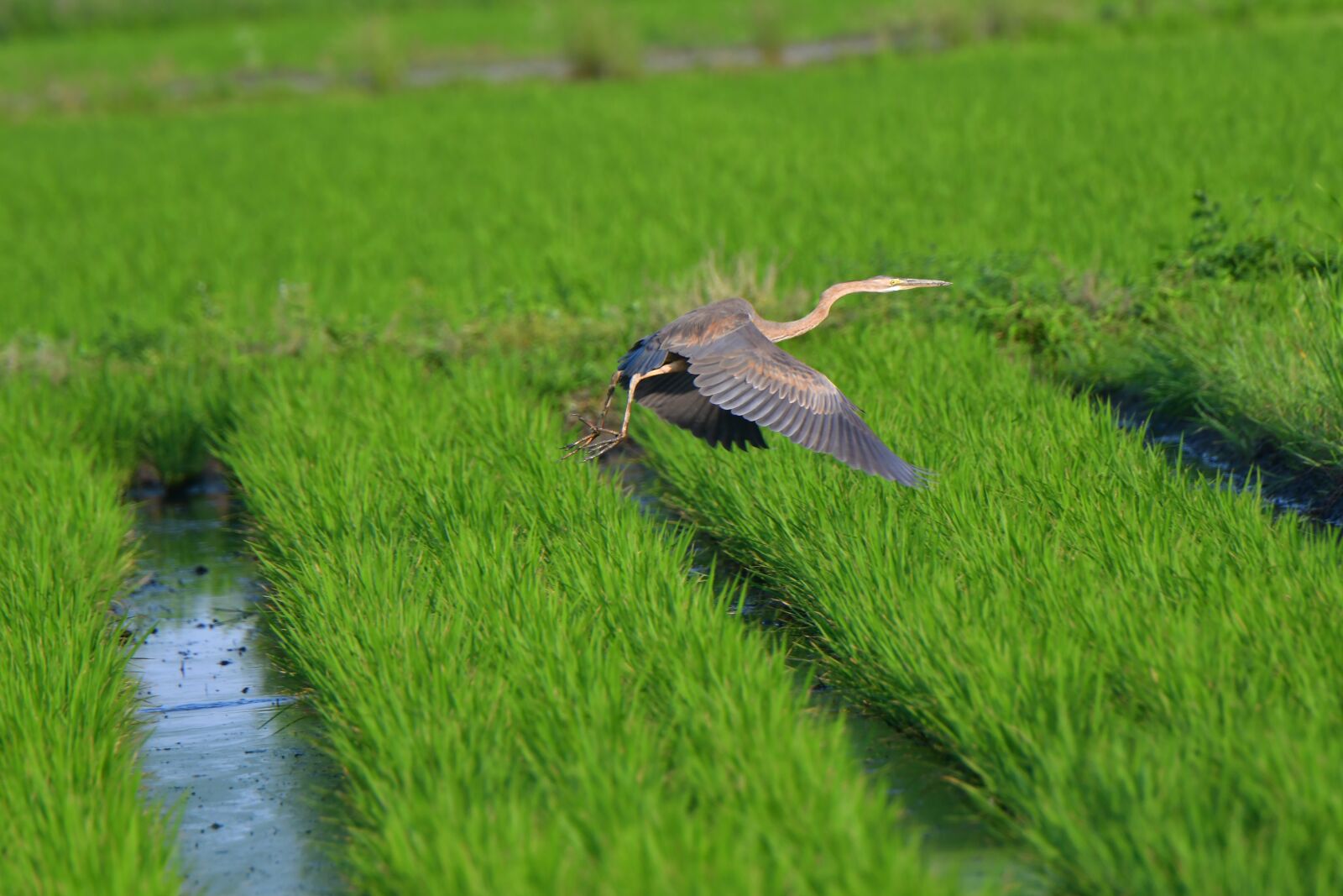 Nikon D500 sample photo. Grass, natural, field photography