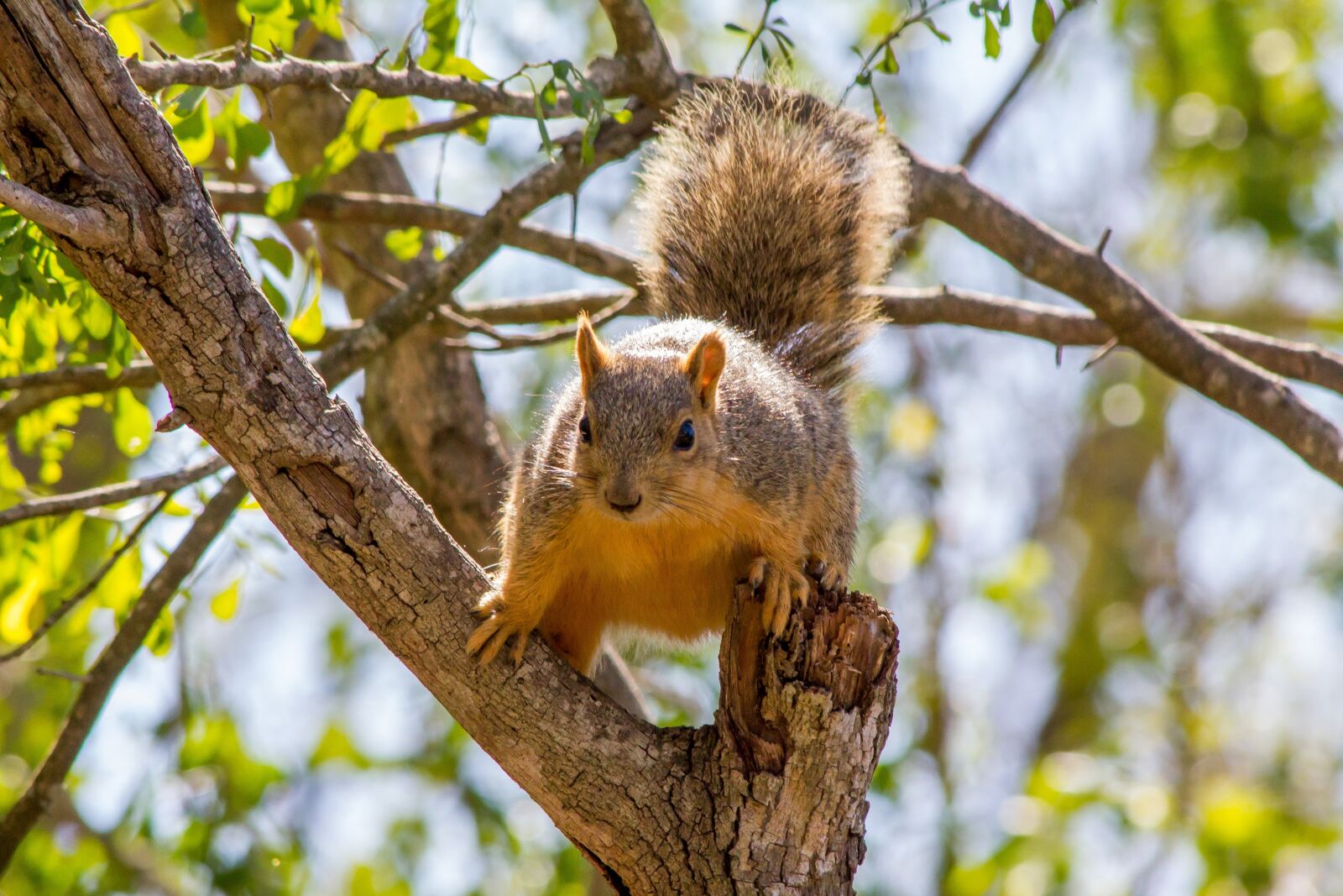 Canon EOS 550D (EOS Rebel T2i / EOS Kiss X4) sample photo. Squirrel, nature, wildlife photography