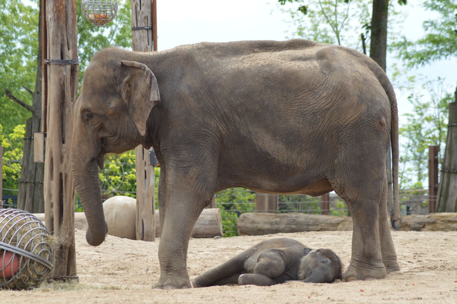 Nikon D3200 sample photo. Elephant, mom, baby photography