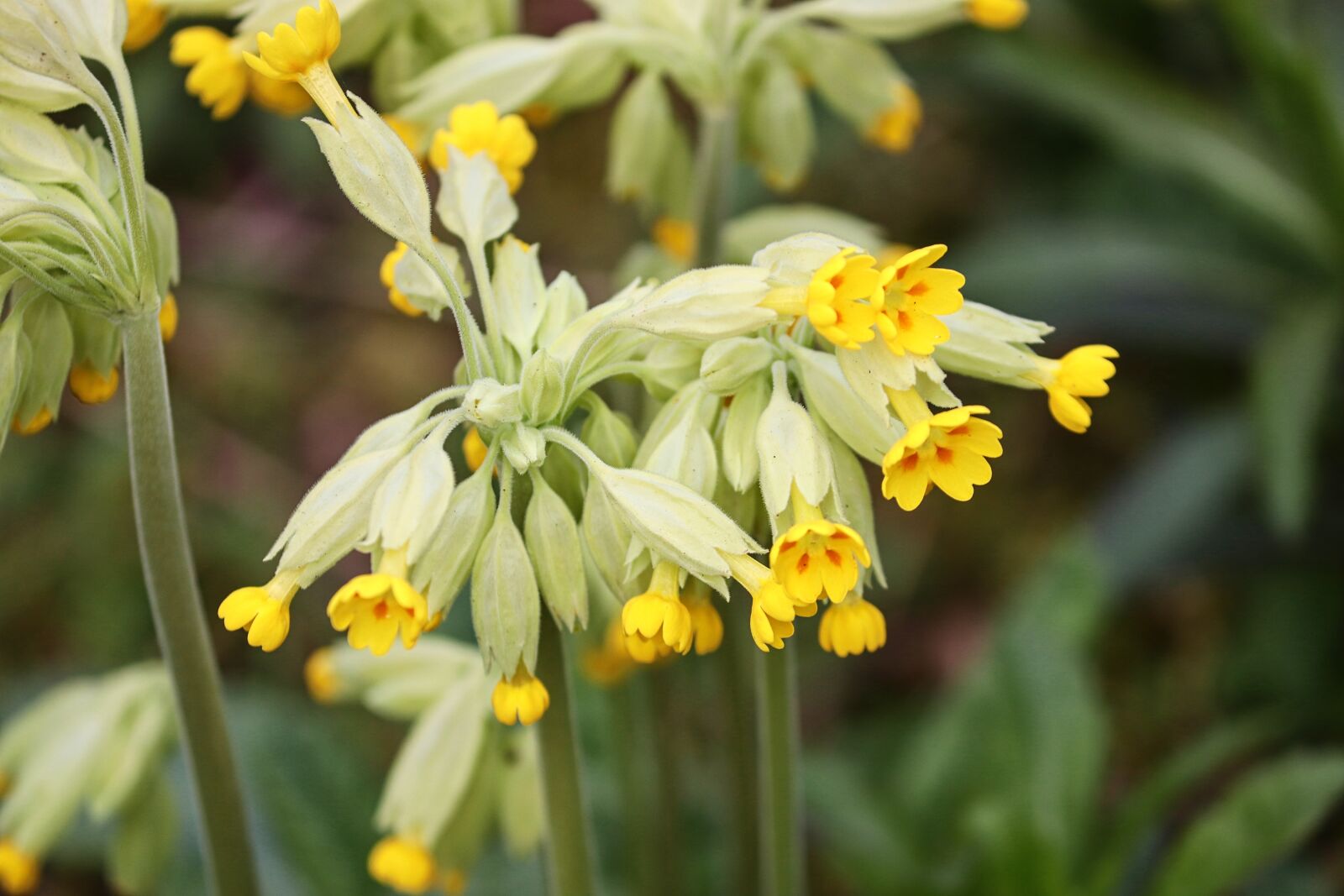 Canon EOS 200D (EOS Rebel SL2 / EOS Kiss X9) sample photo. Cowslip, veris, primula veris photography