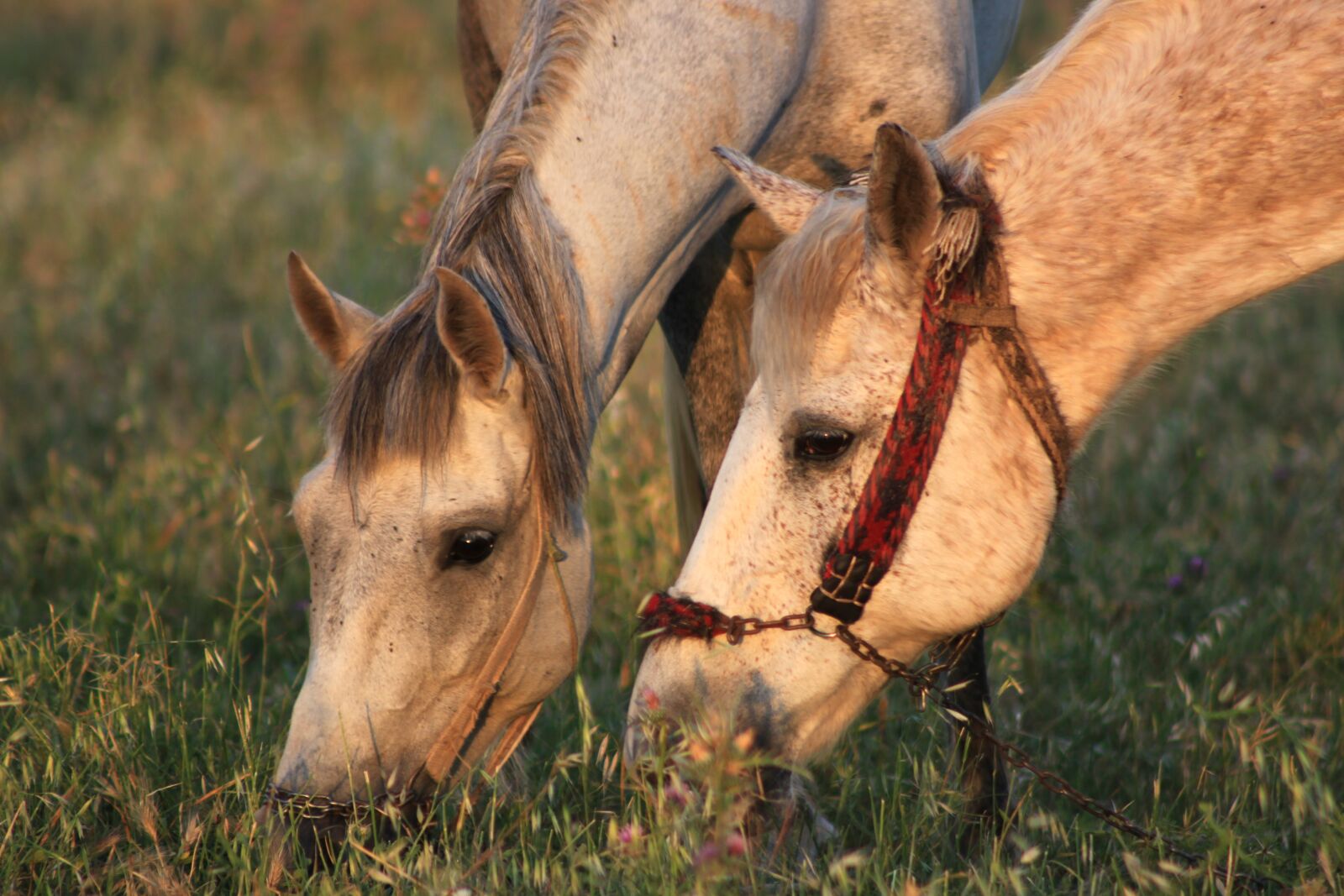 Canon EOS 500D (EOS Rebel T1i / EOS Kiss X3) sample photo. The horses are, grassland photography
