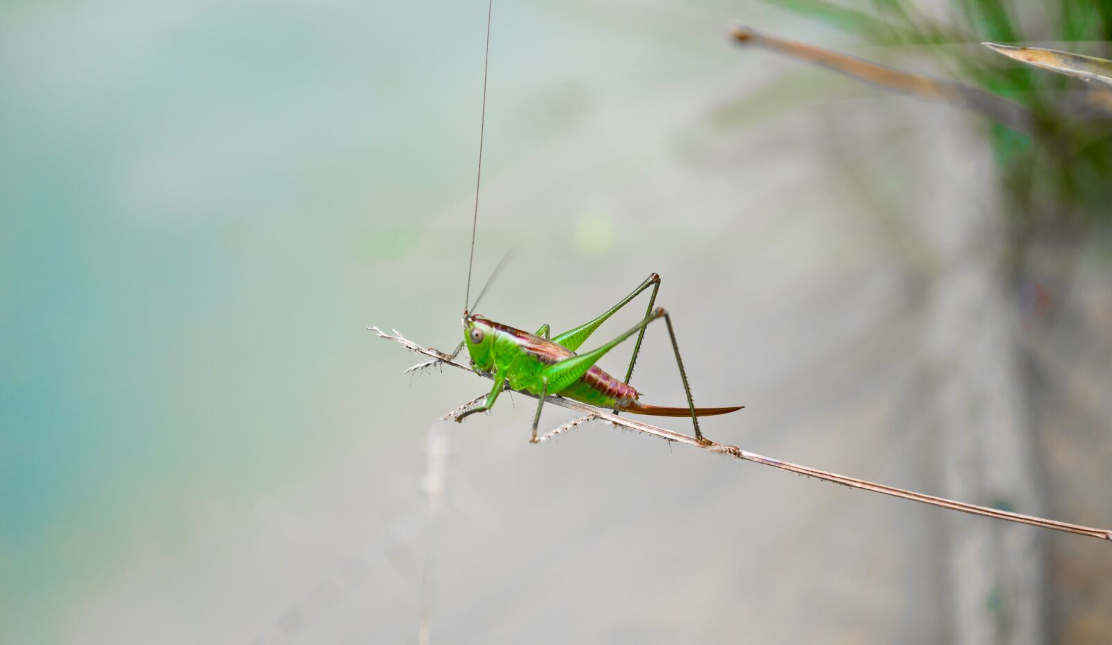 Nikon D3100 sample photo. Santamontes, cricket, insect photography