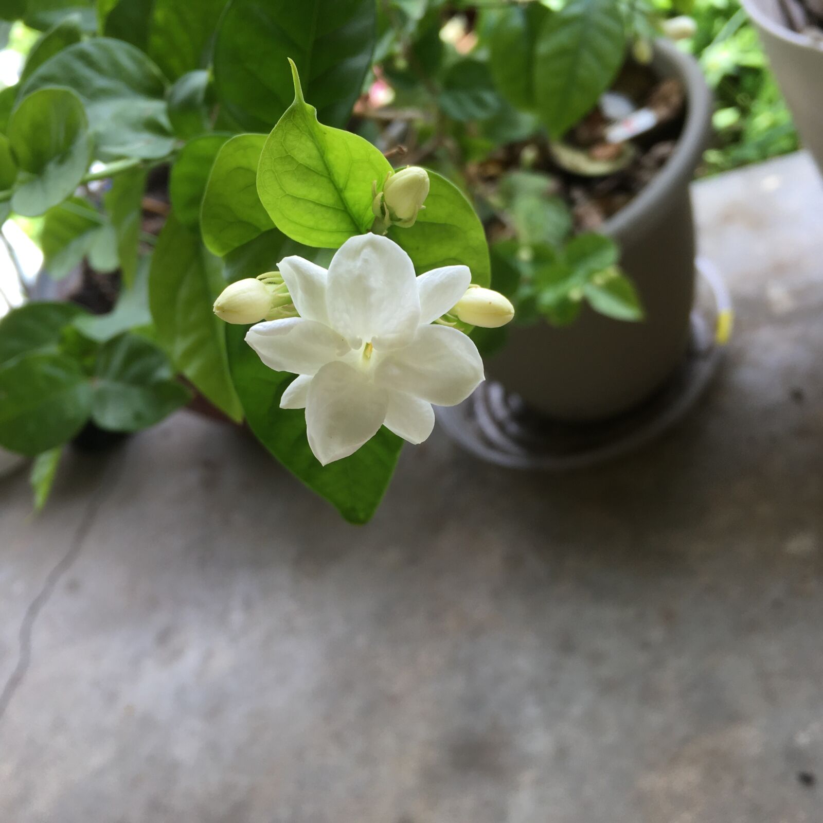 Apple iPhone SE (1st generation) sample photo. Flower, jasmine, white flower photography