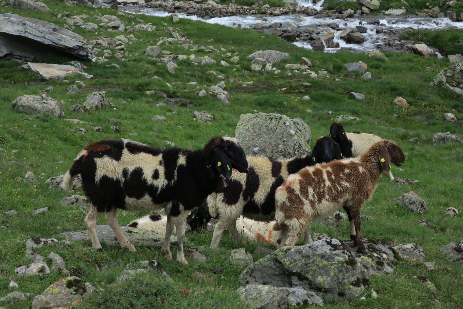 Canon PowerShot G9 X sample photo. Sheep, mountain sheep, goats photography