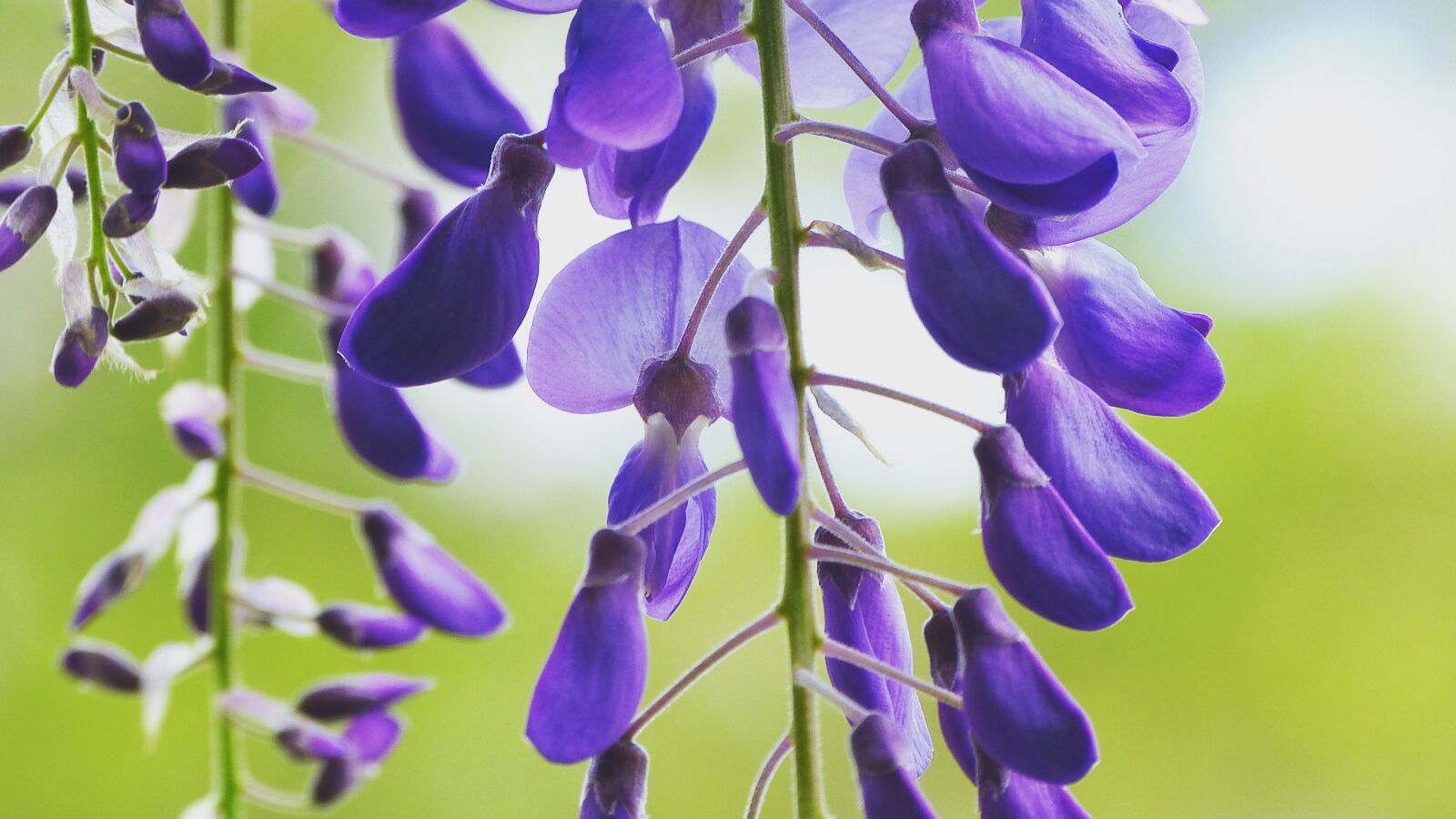 Panasonic Lumix DMC-FZ150 sample photo. Wisteria, flower, bloom photography