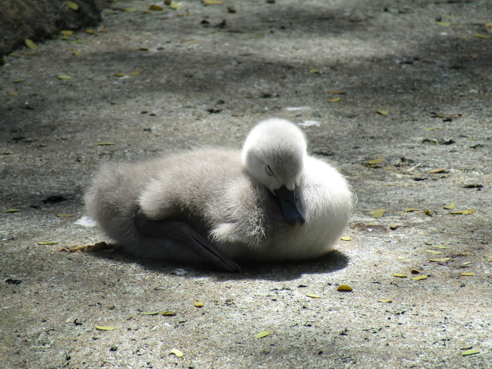 Canon PowerShot SX410 IS sample photo. Swan, baby, water photography