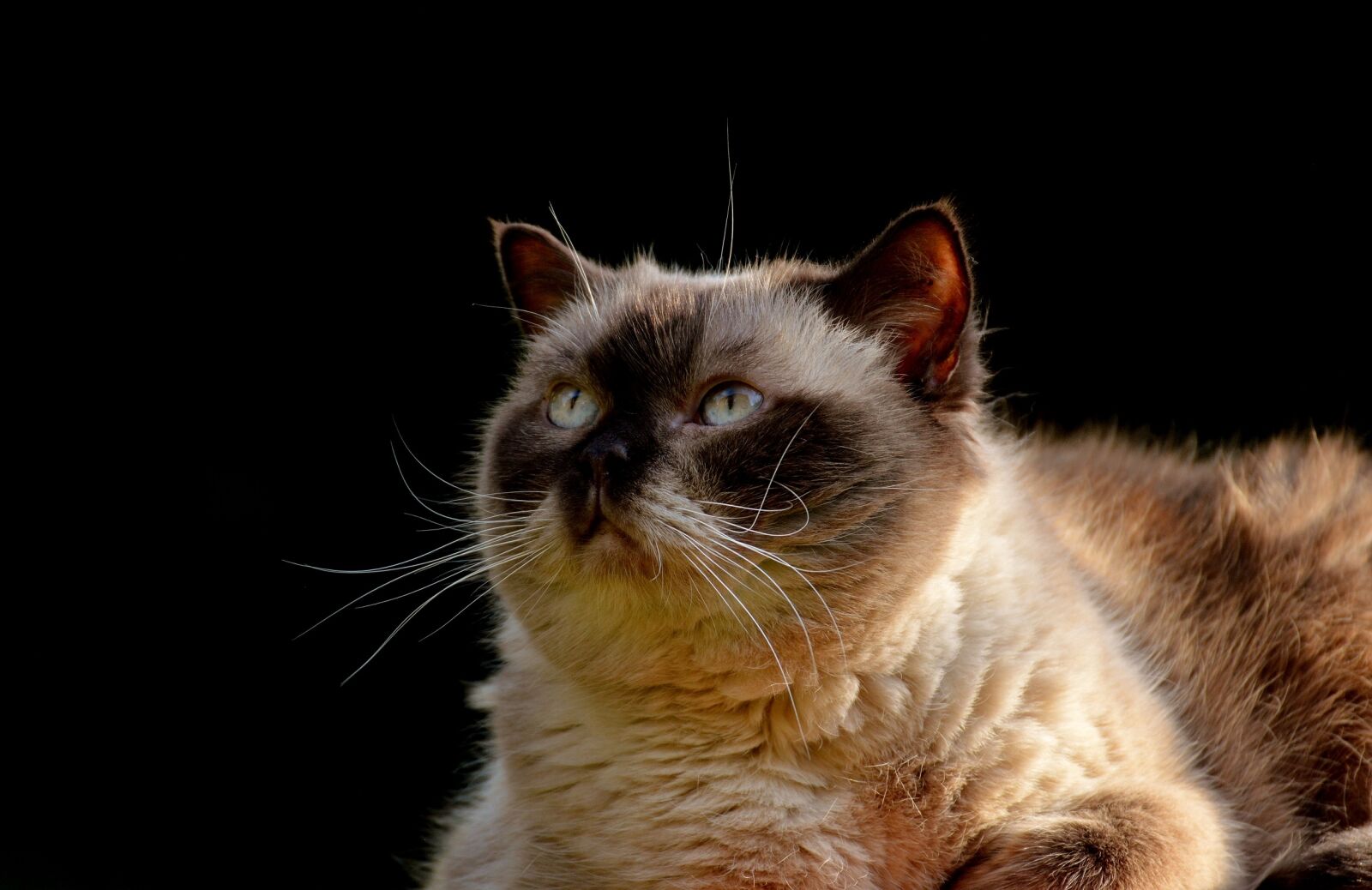 Nikon D3200 sample photo. British shorthair, thoroughbred, fur photography