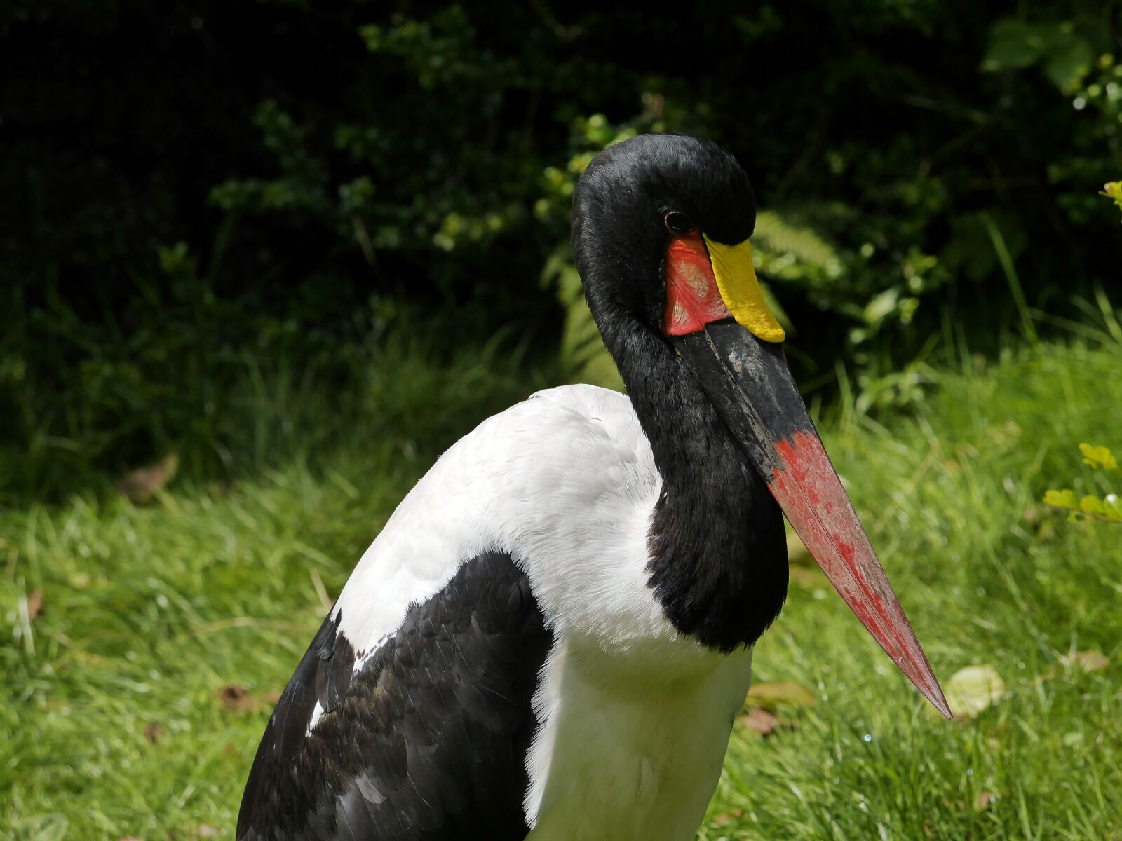 Panasonic Lumix DMC-G6 sample photo. Saddle stork, bird, stork photography