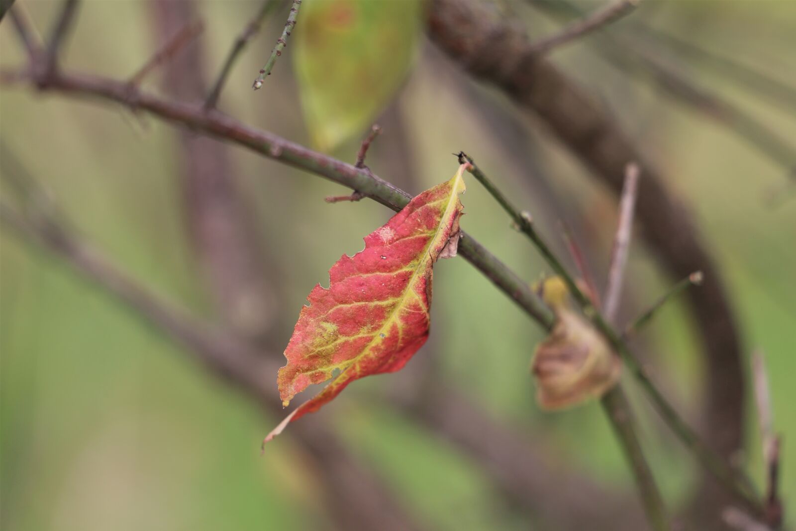 Canon EF 70-300 F4-5.6 IS II USM sample photo. Red leaf, lonely, branches photography