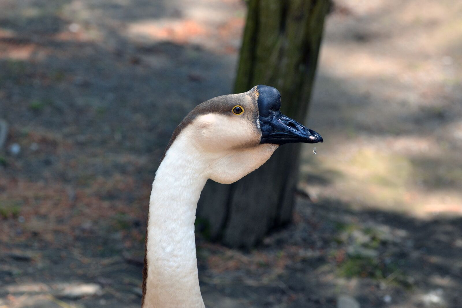 Nikon D3100 sample photo. Animal, bird, zoo photography