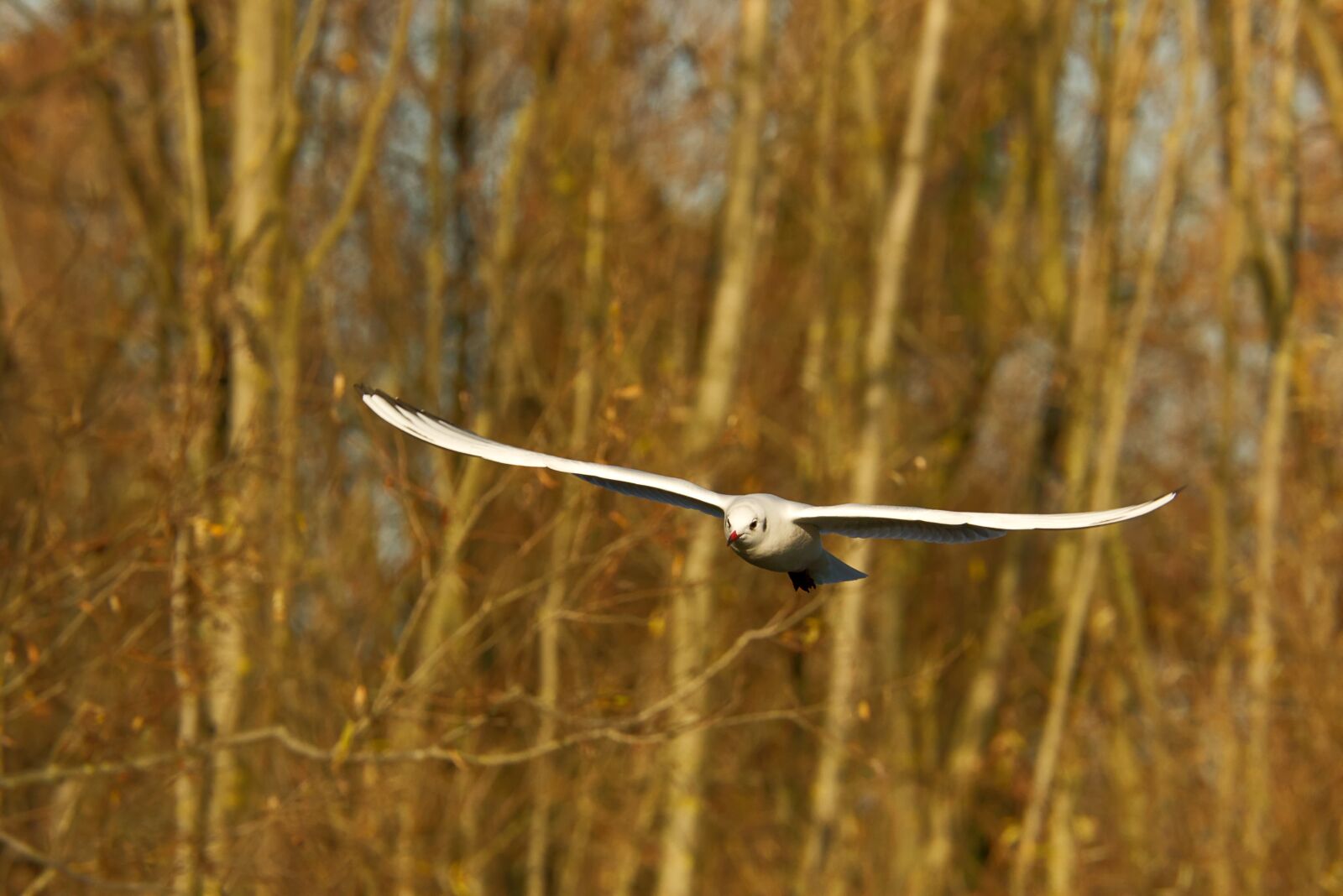 Canon EOS 7D Mark II sample photo. Birds, ali, flight photography