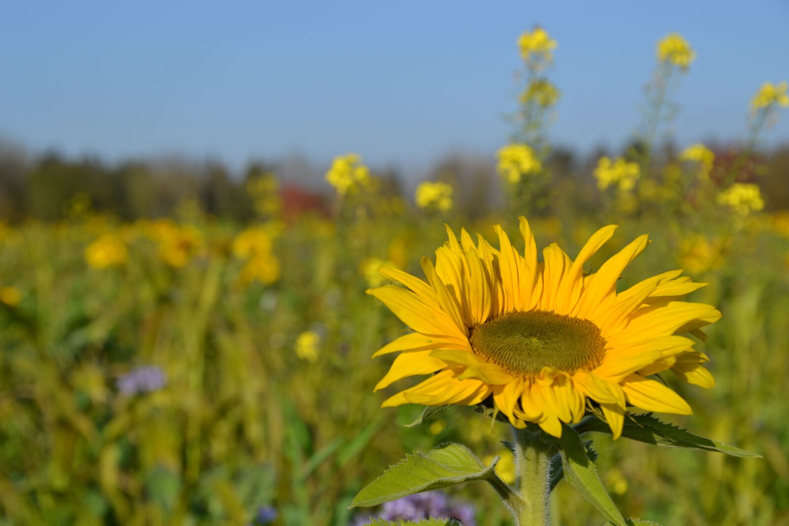Nikon D3100 sample photo. Autumn, flower meadow, fodder photography
