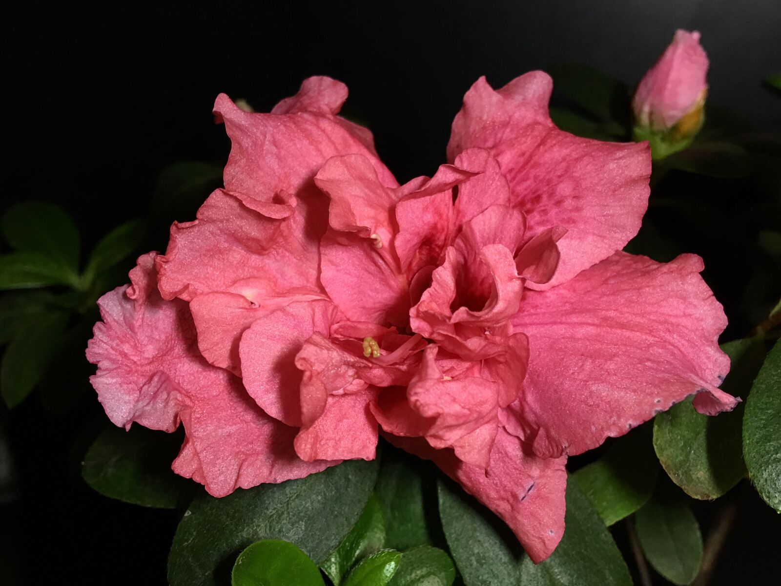 Apple iPhone 6s Plus sample photo. Pink flower, pistil, garden photography