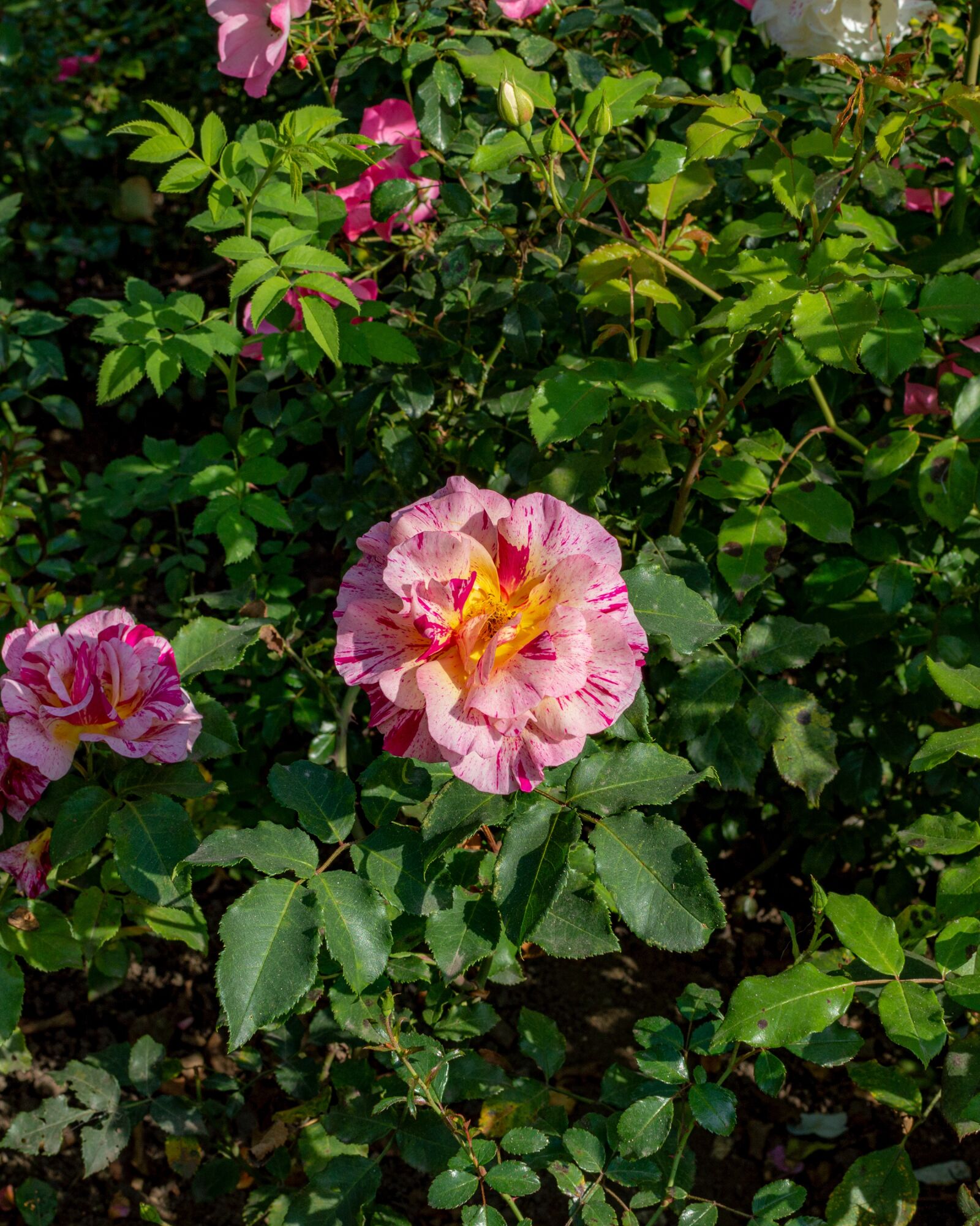 Nikon D3200 sample photo. Rose, garden, flower bed photography