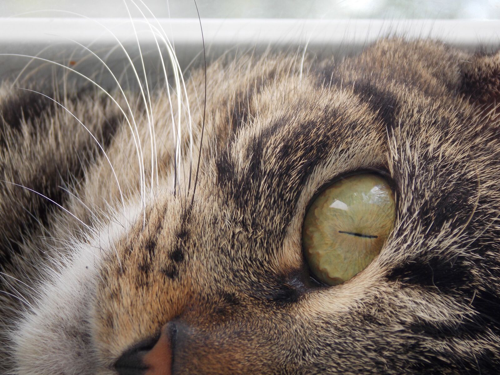 Nikon Coolpix L810 sample photo. Posing, smart cat, cat photography