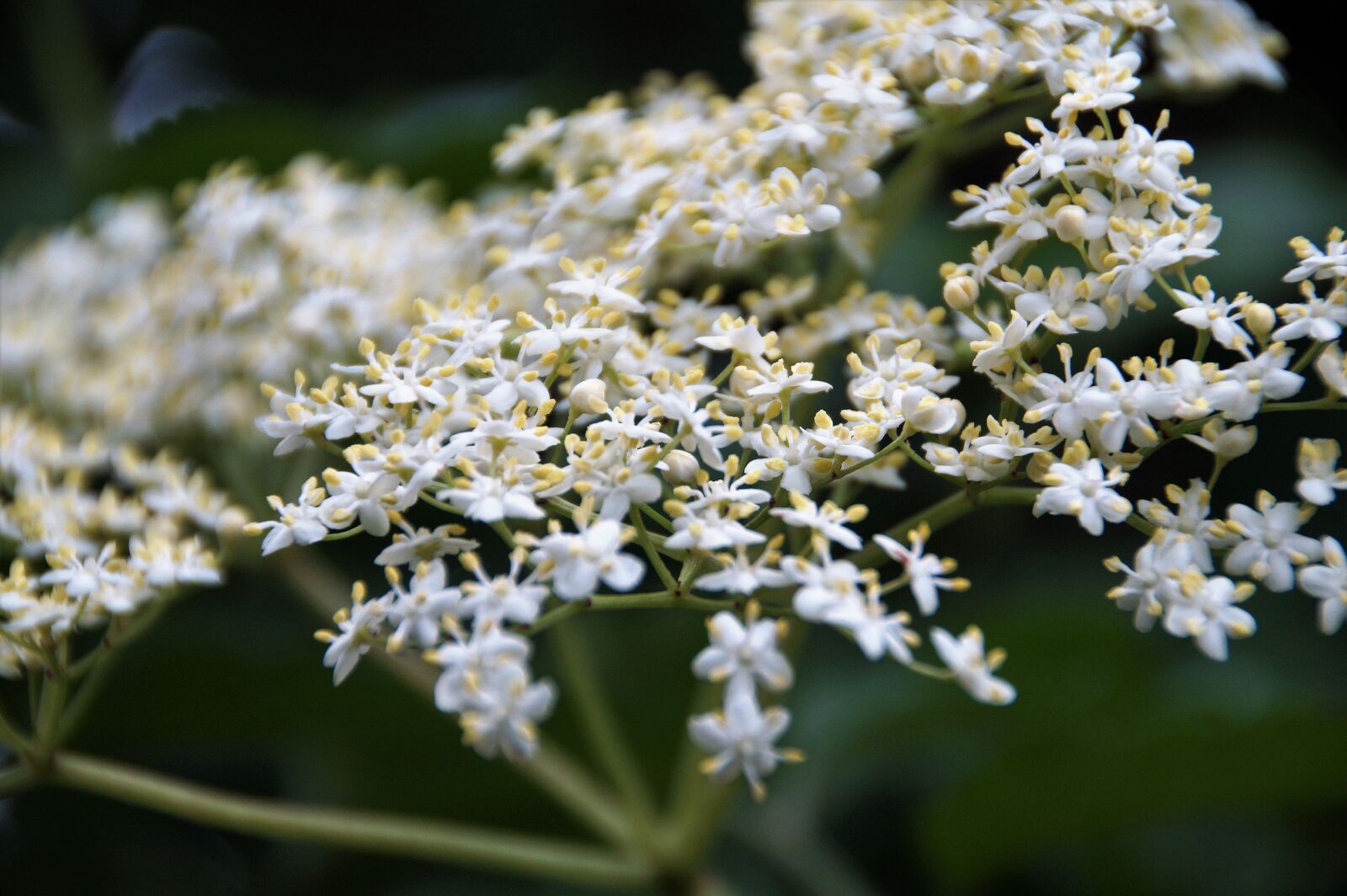 Sony SLT-A58 sample photo. Elderberry, flower, bush photography