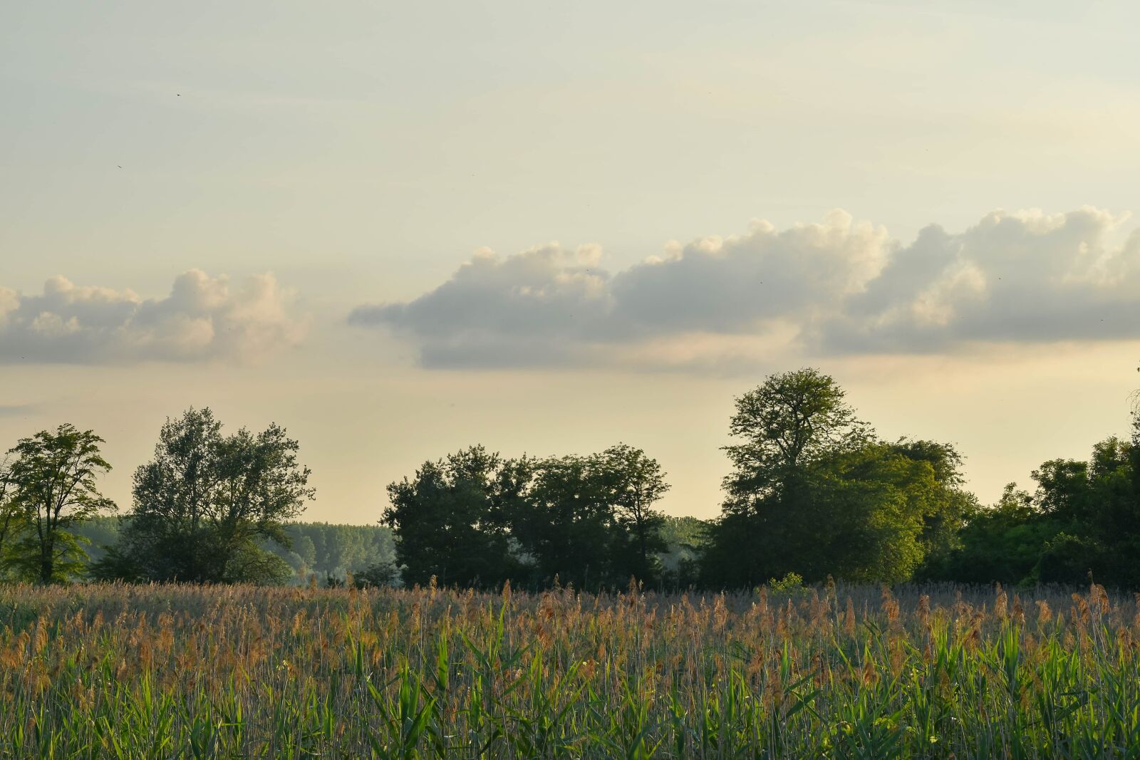 Nikon D5500 sample photo. Marshland, swamp, field, grass photography