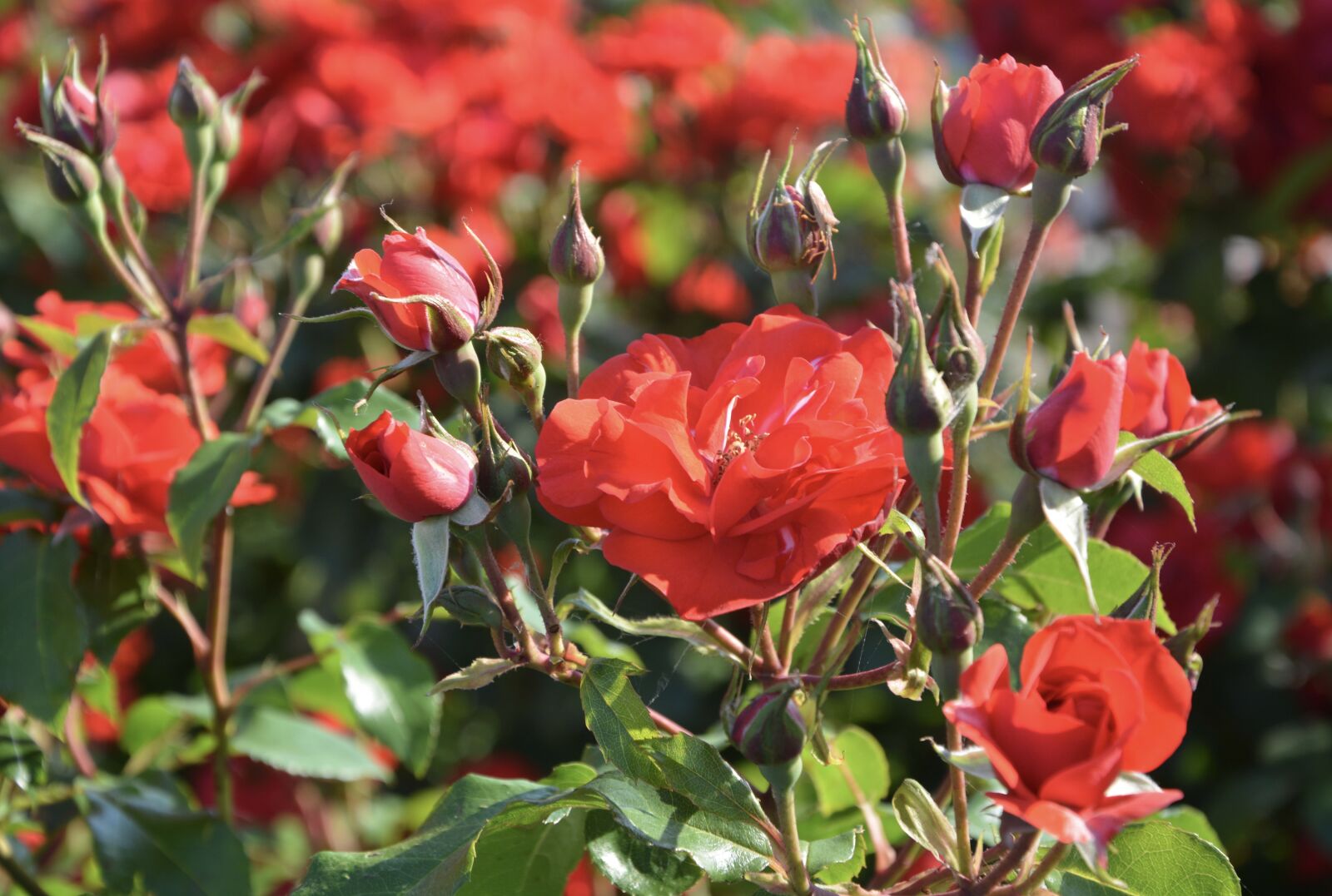 Nikon D5200 sample photo. Red rose, rosebuds, rosebush photography