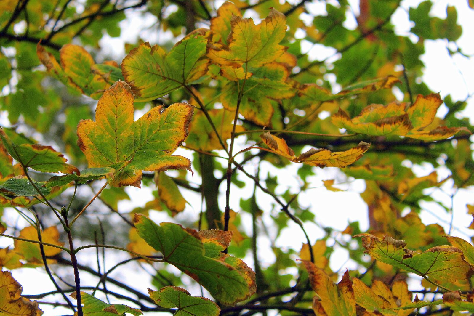 Canon EOS 1200D (EOS Rebel T5 / EOS Kiss X70 / EOS Hi) sample photo. Jawor, tree, seasons of photography