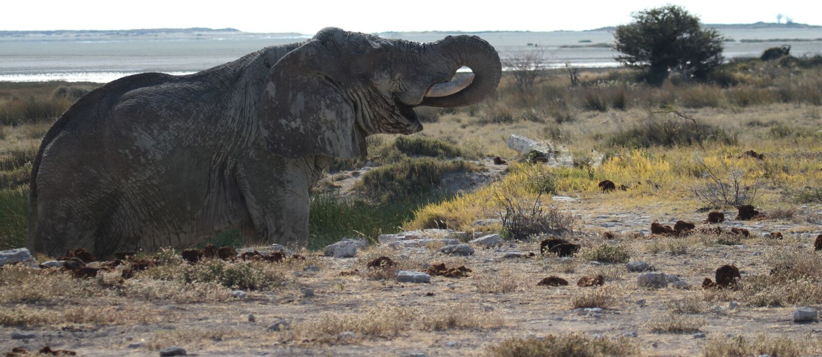 Canon EF 100-400mm F4.5-5.6L IS USM sample photo. Elephant, etosha, namibia photography