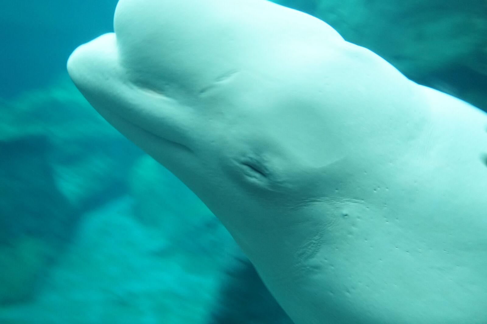 Sony a7 + Sony FE 28-70mm F3.5-5.6 OSS sample photo. Beluga, aquarium, mammal photography