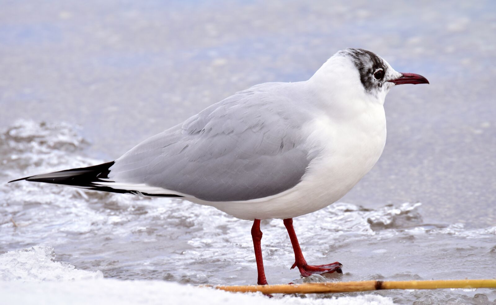 Nikon D3300 sample photo. Seagull, winter, water photography