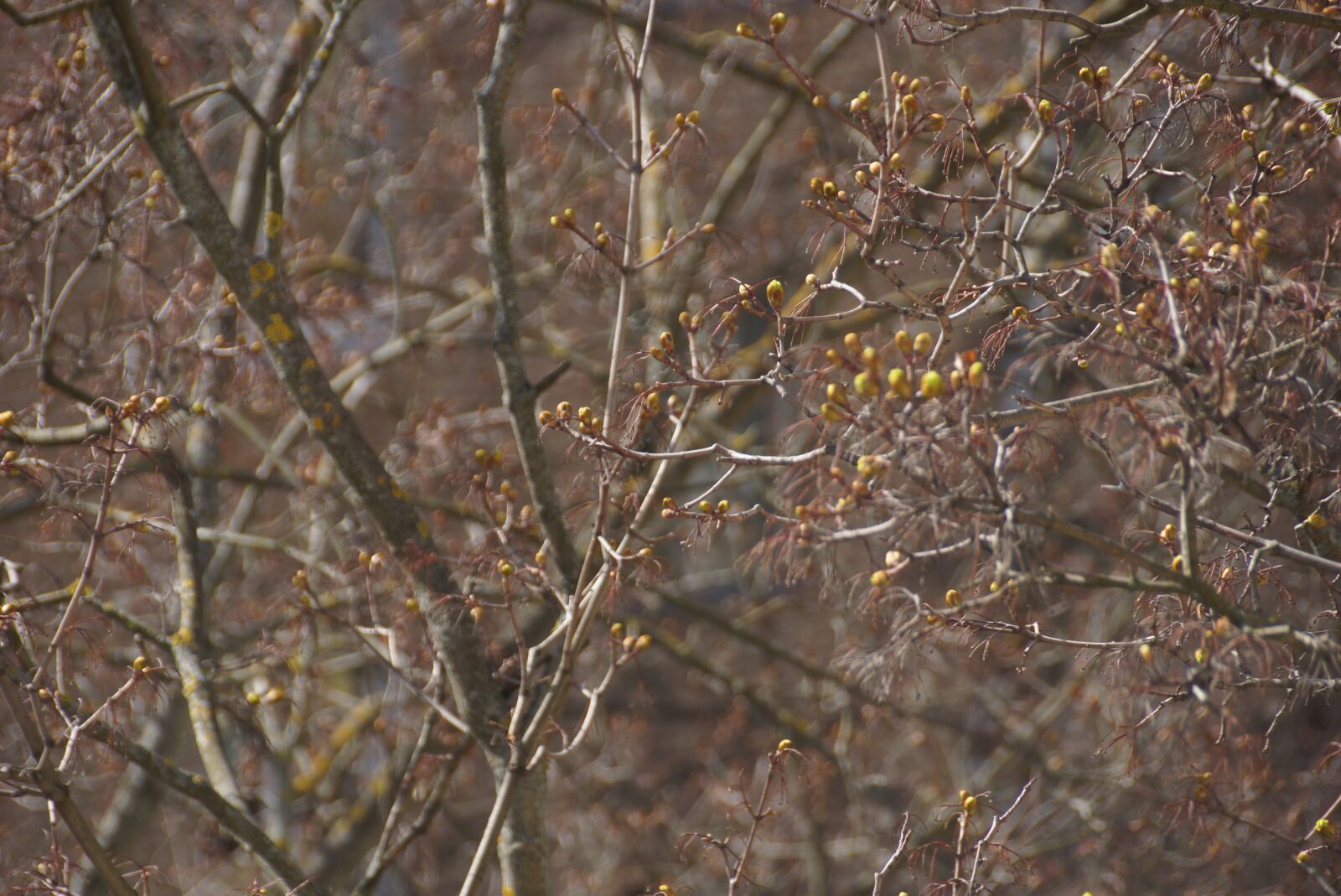 Sony DT 18-250mm F3.5-6.3 sample photo. Trees, branch, spring photography
