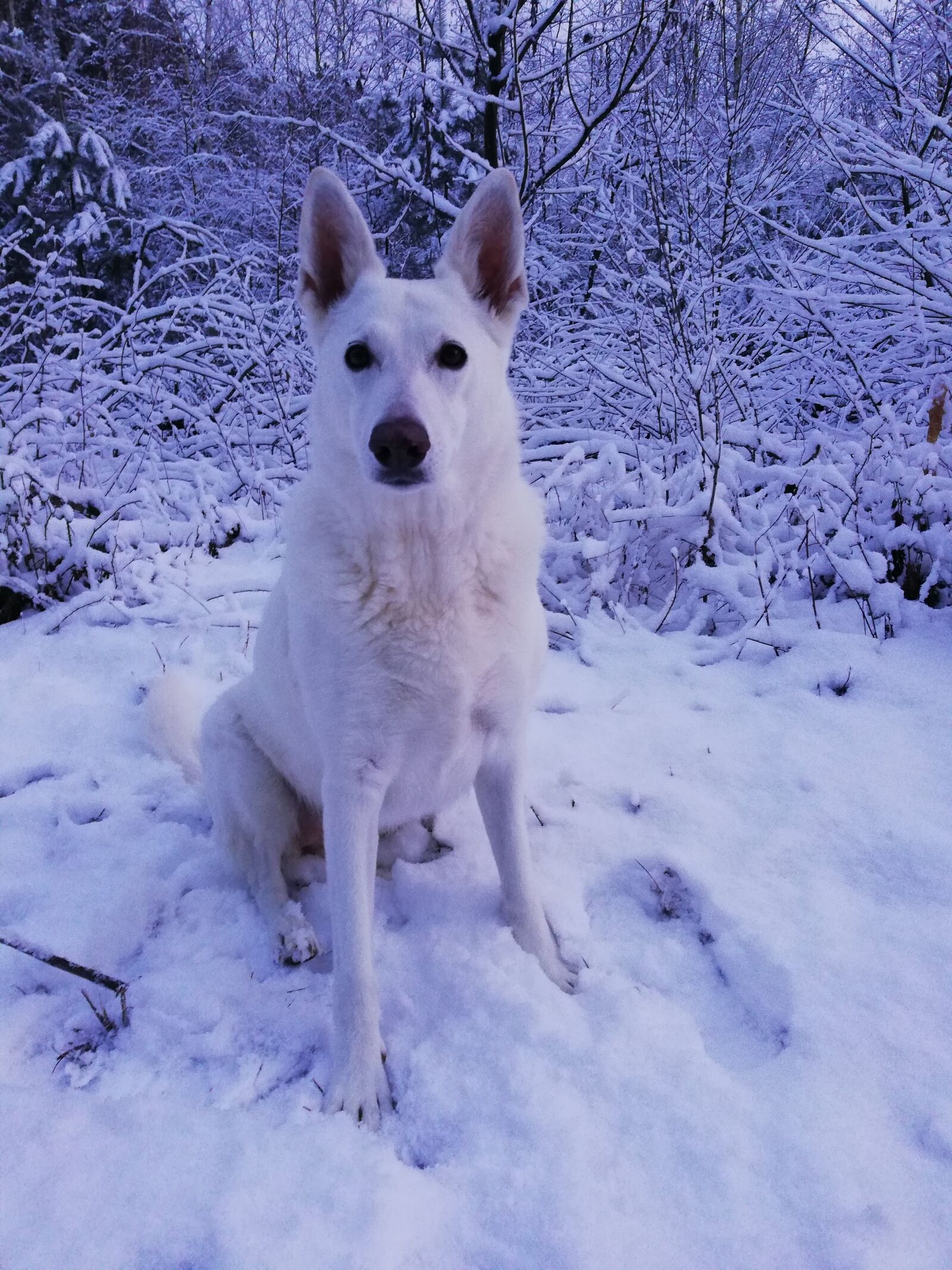 HUAWEI Mate 10 Lite sample photo. The white shepherd dog photography