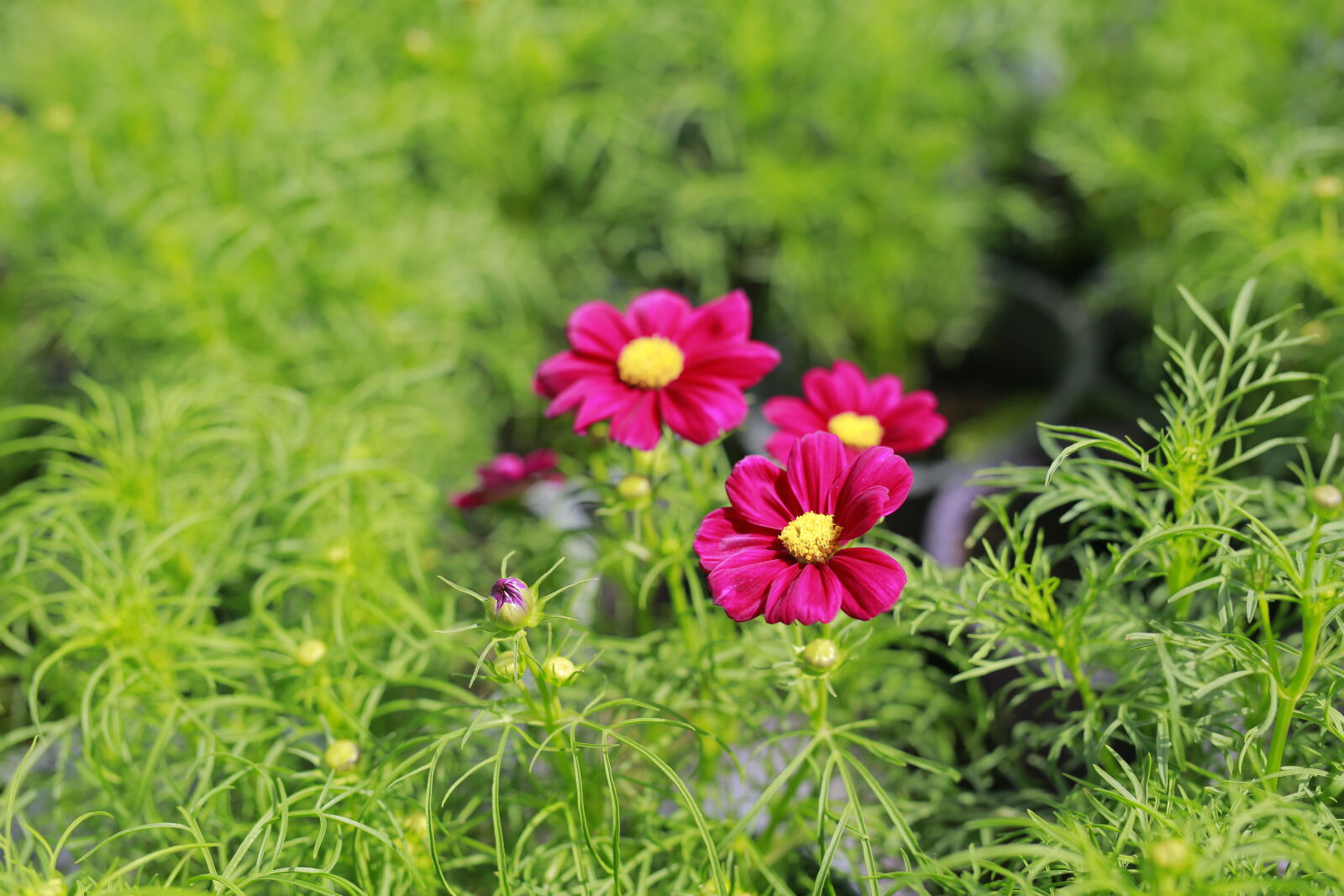 Canon EOS 6D sample photo